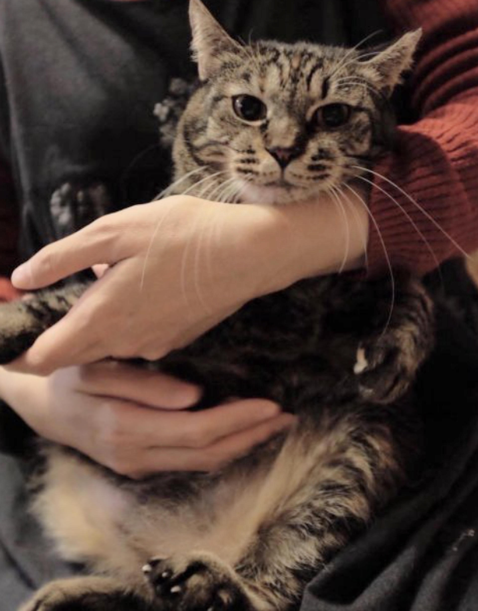 pet-image-4