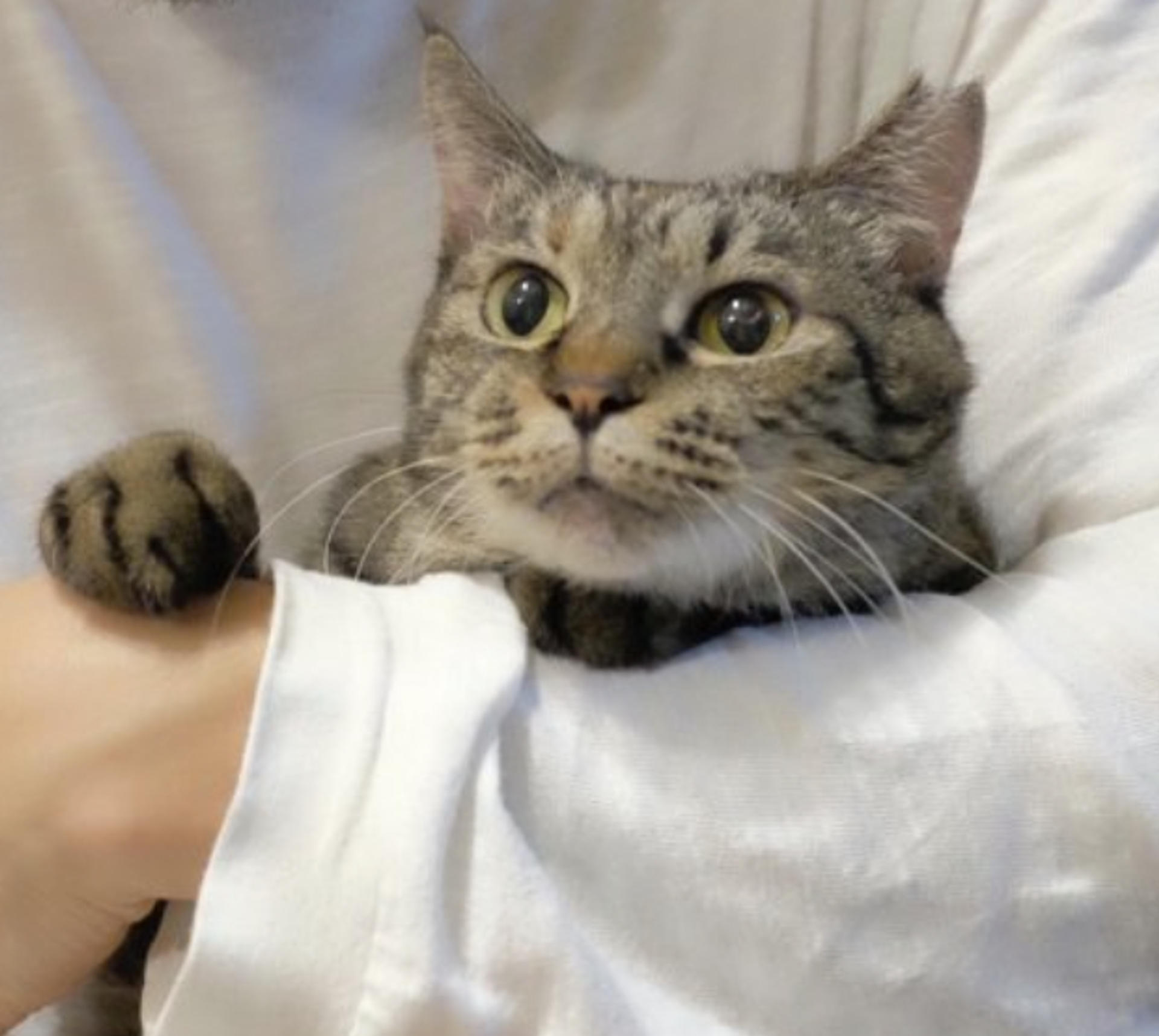 pet-image-5
