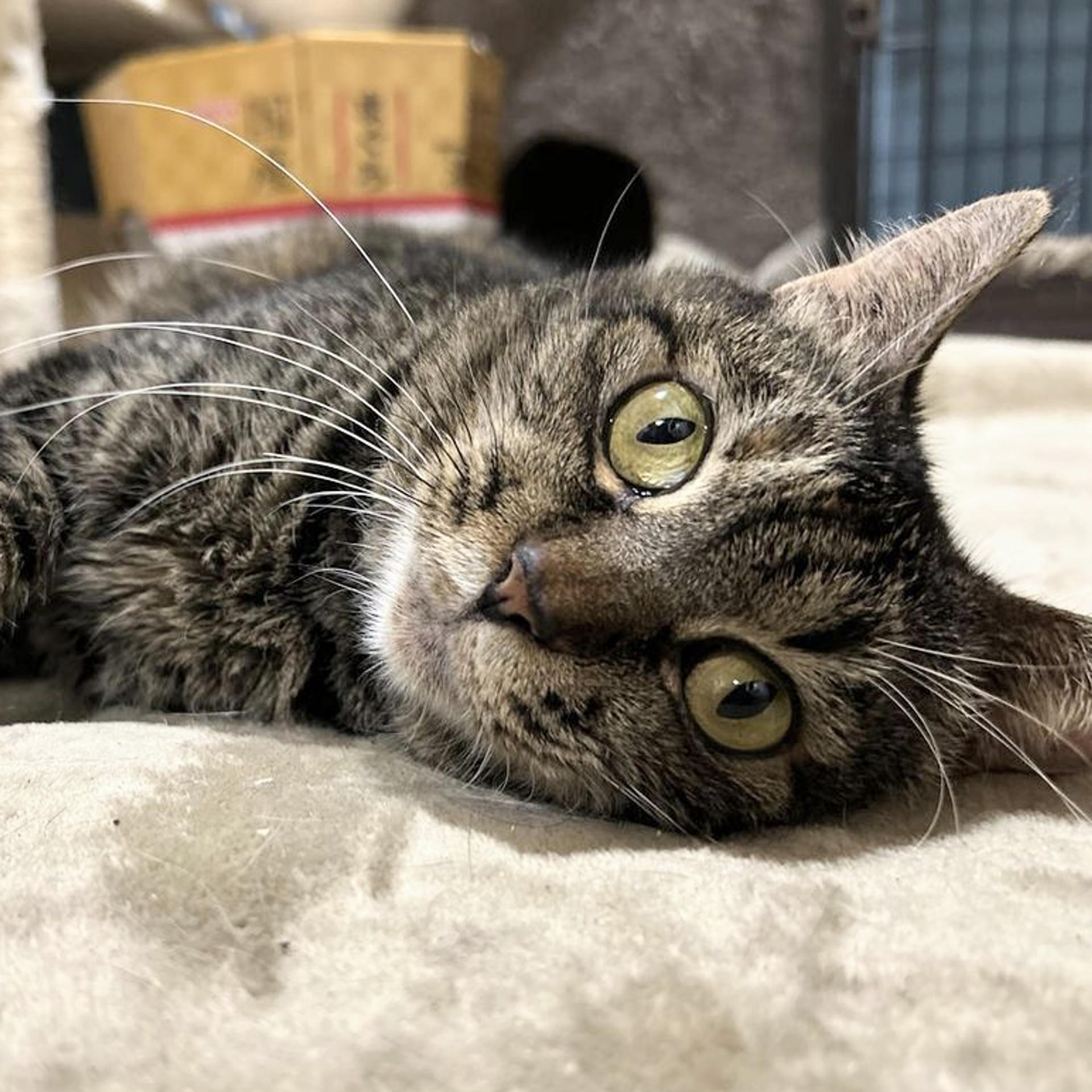 pet-image-6