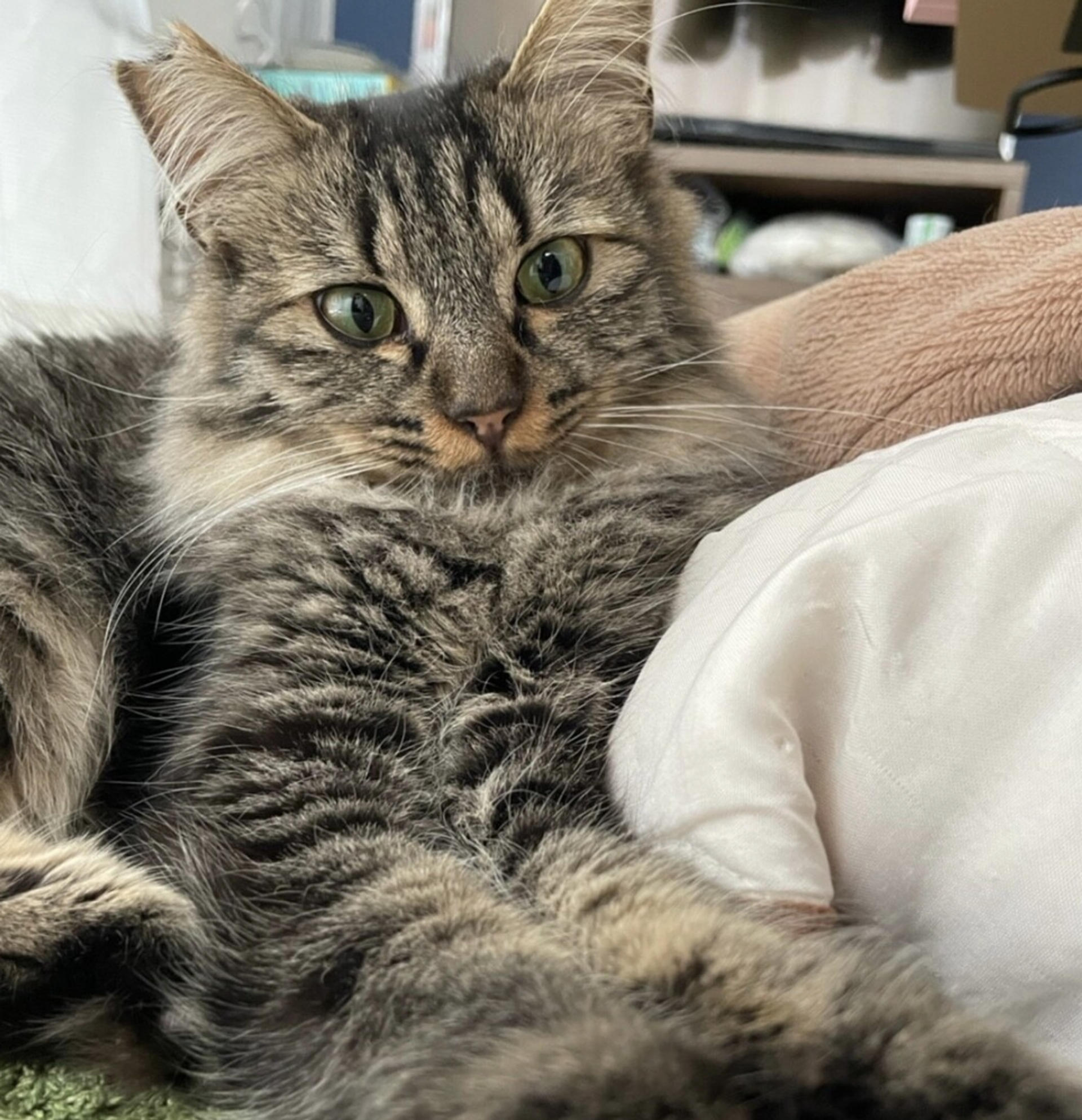 pet-image-3
