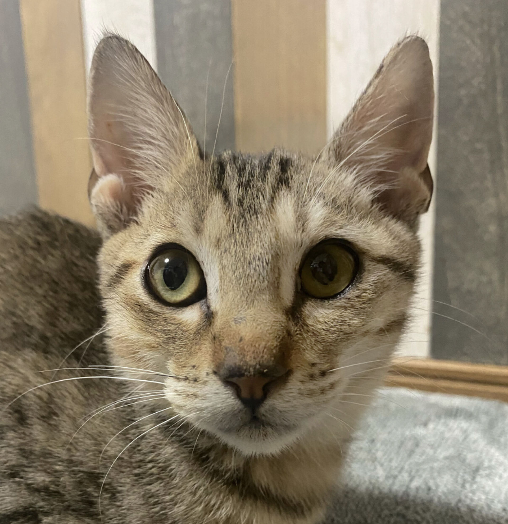 雑種（ミックス猫）・オスの里親募集の写真