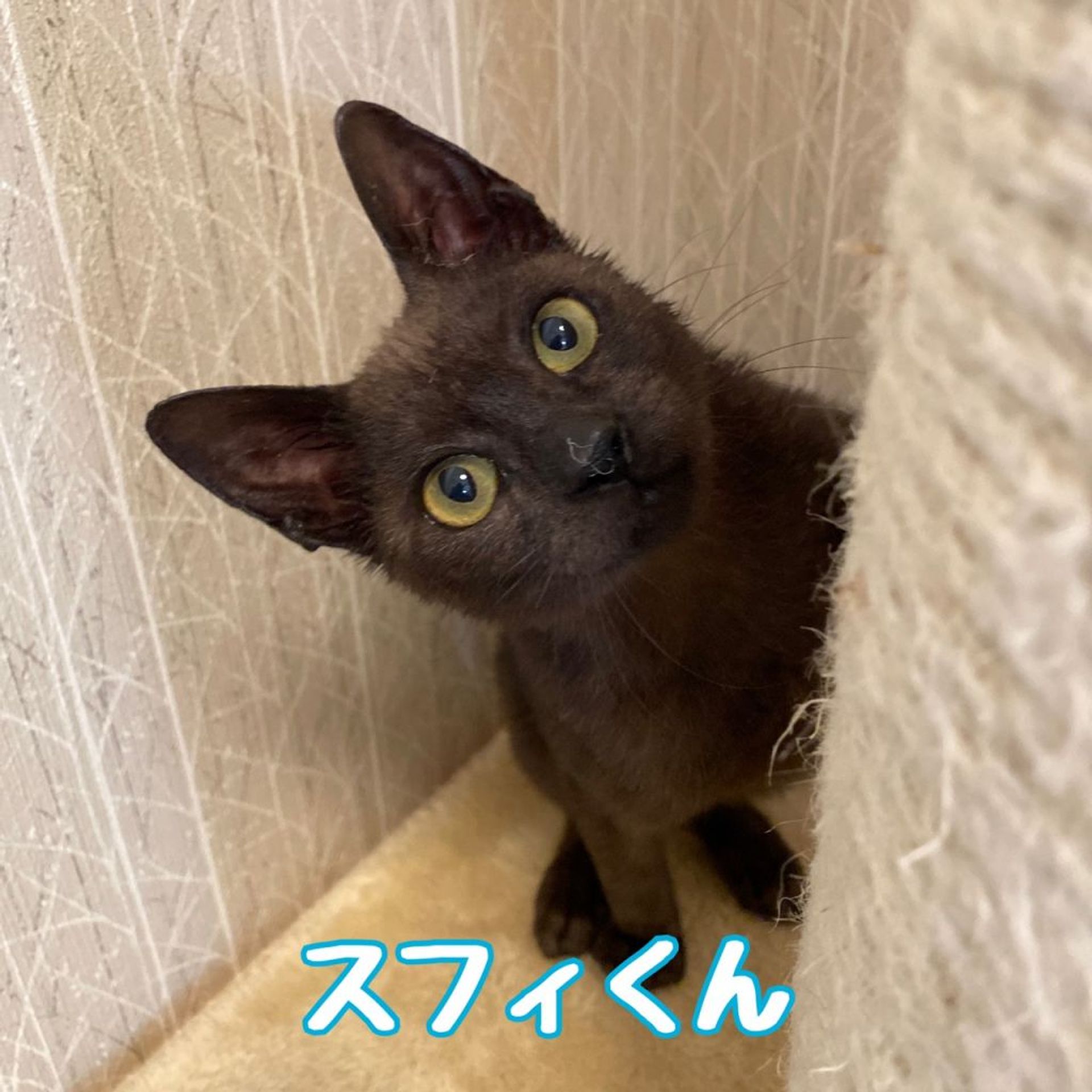 雑種（ミックス猫）・オスの里親募集の写真