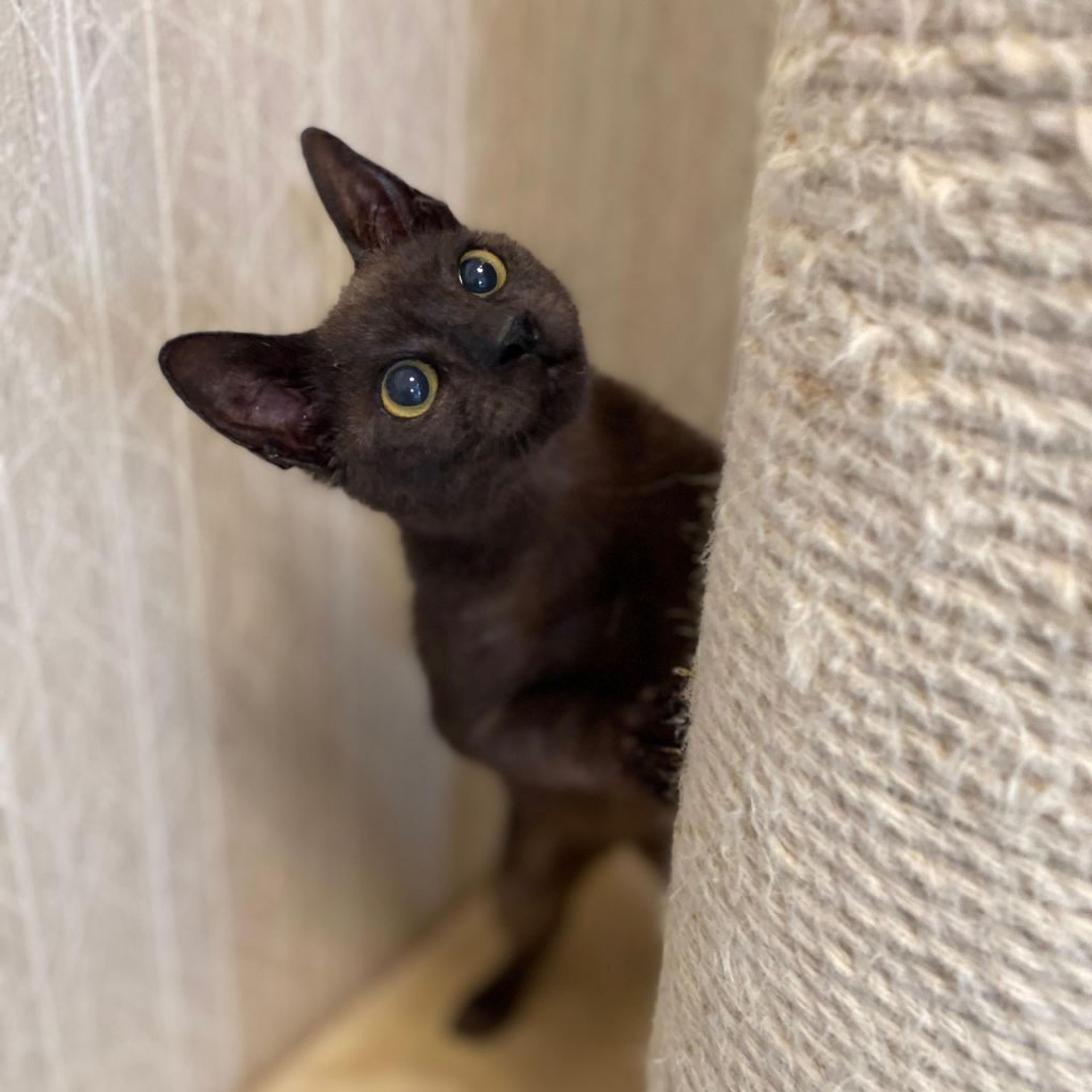 pet-image-3