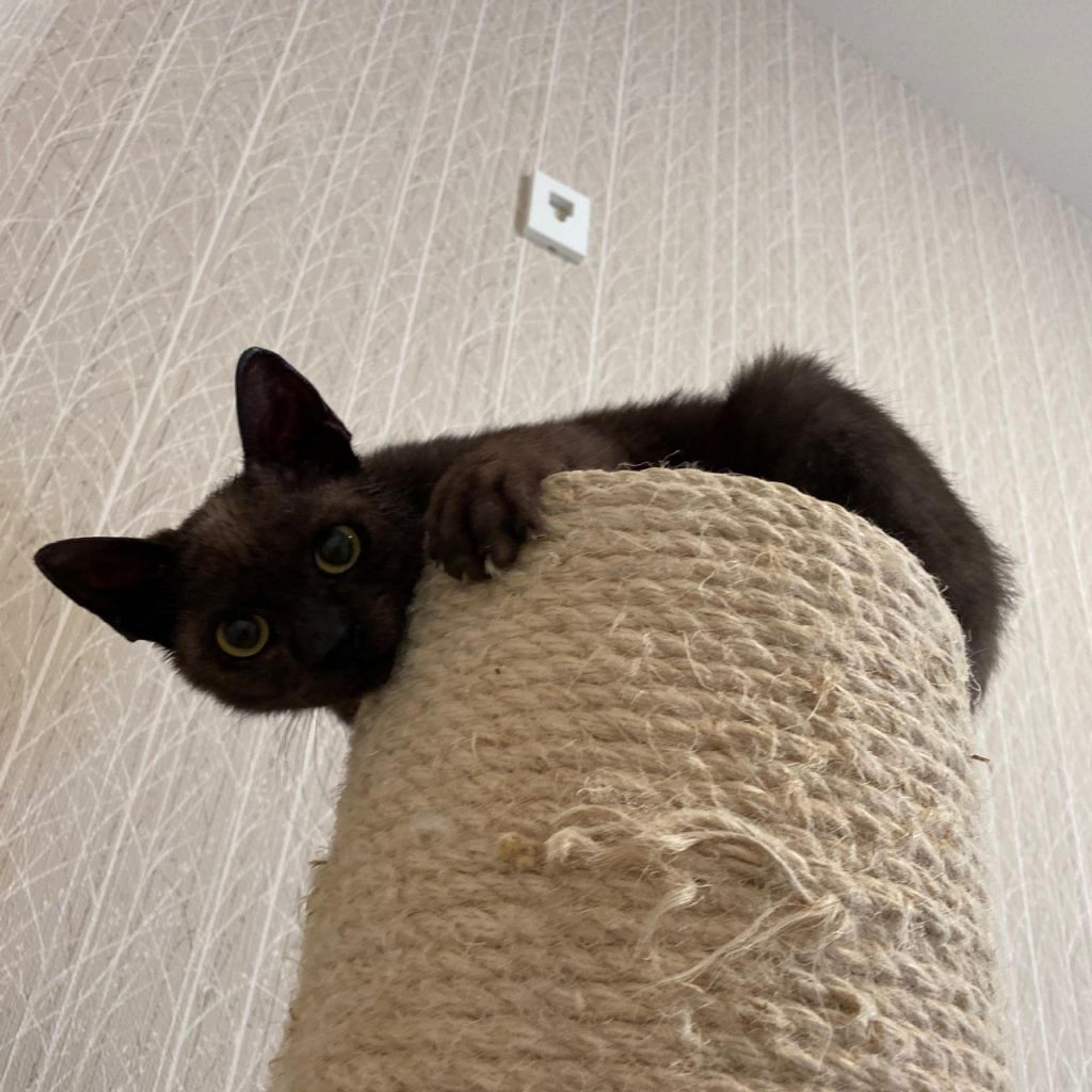 pet-image-4