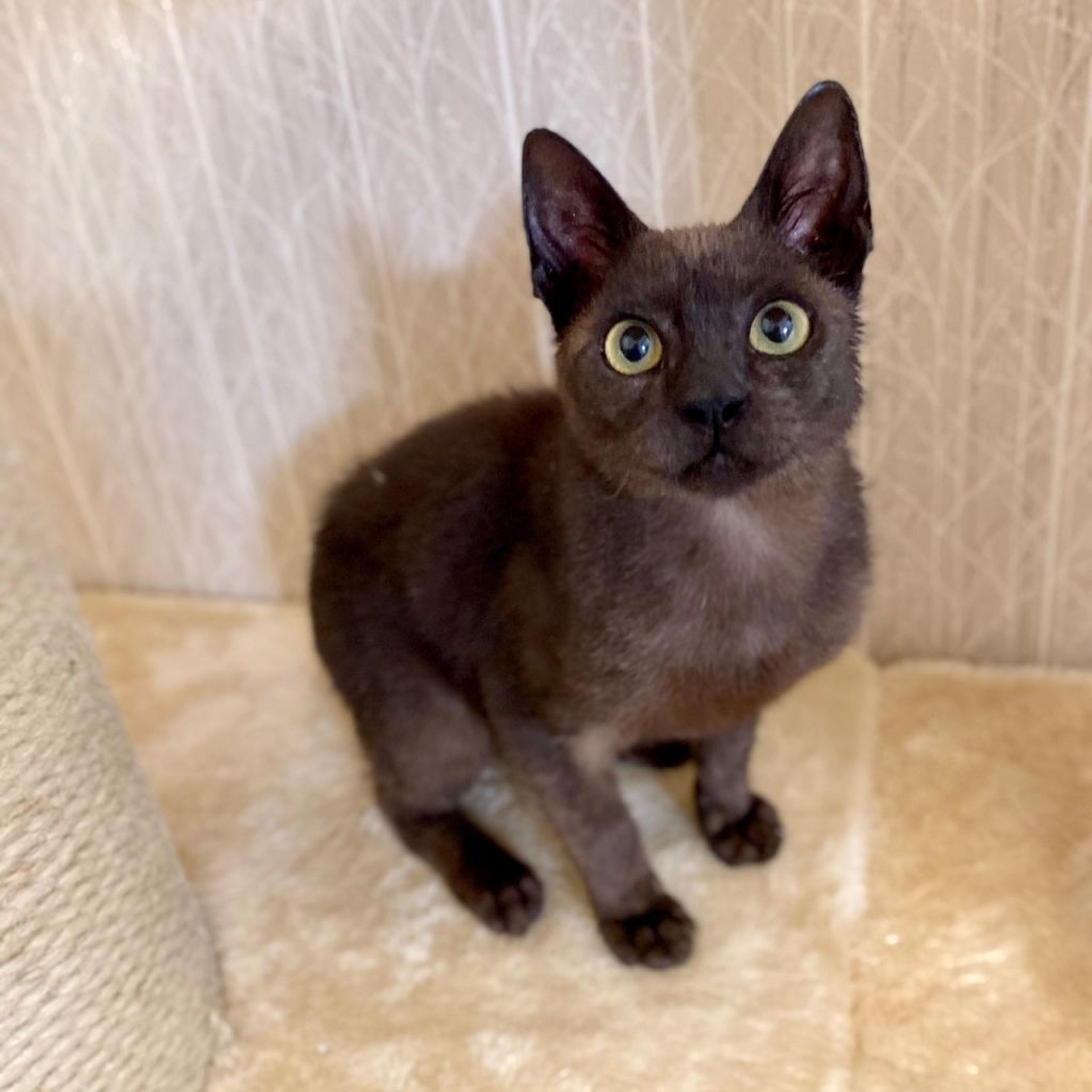 pet-image-5