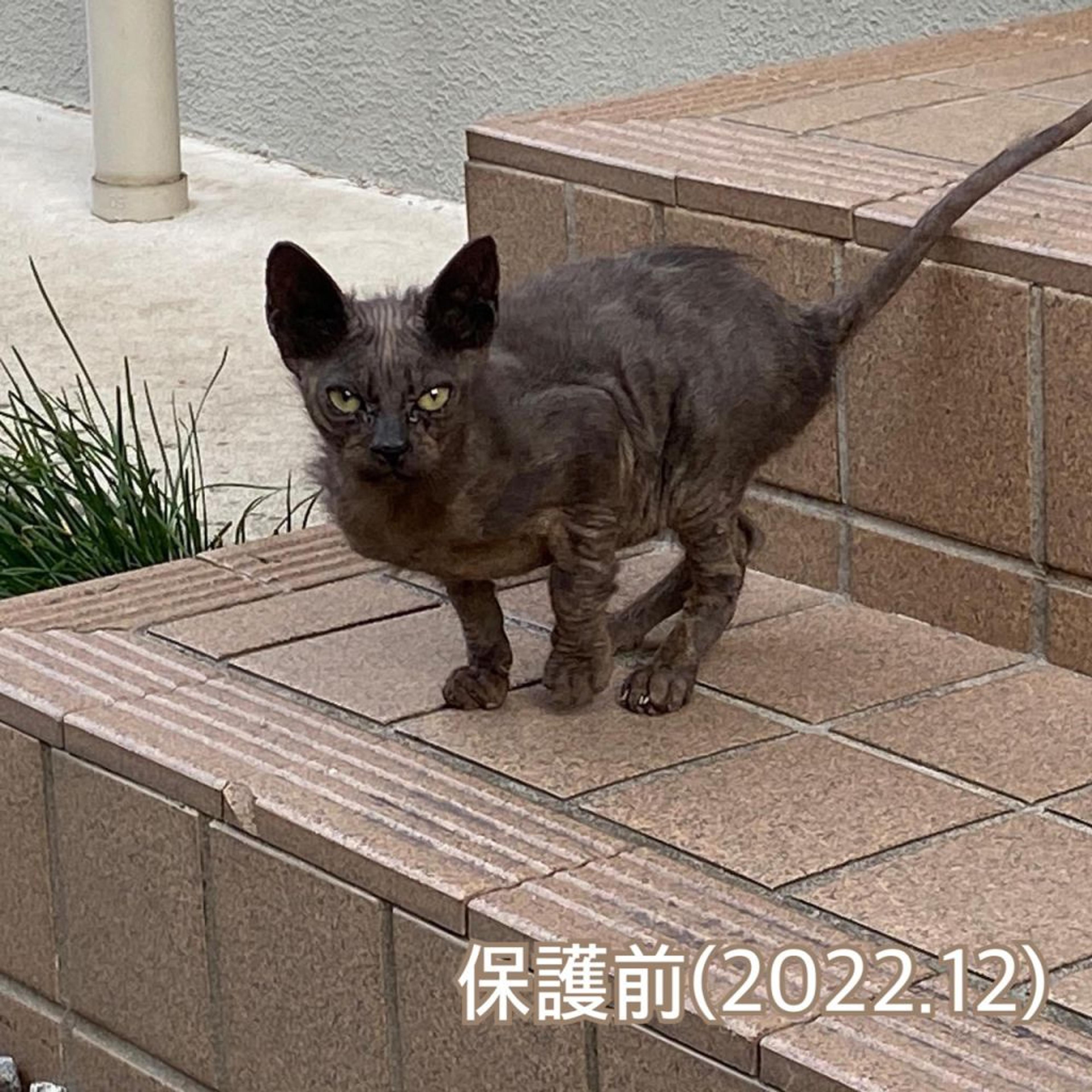 pet-image-6