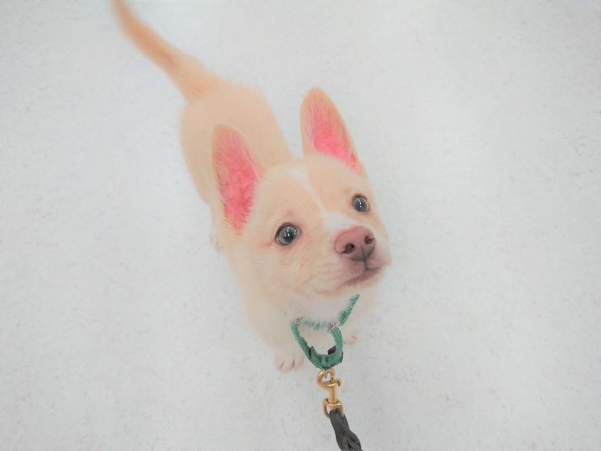 雑種（ミックス犬）・メスの里親募集の写真