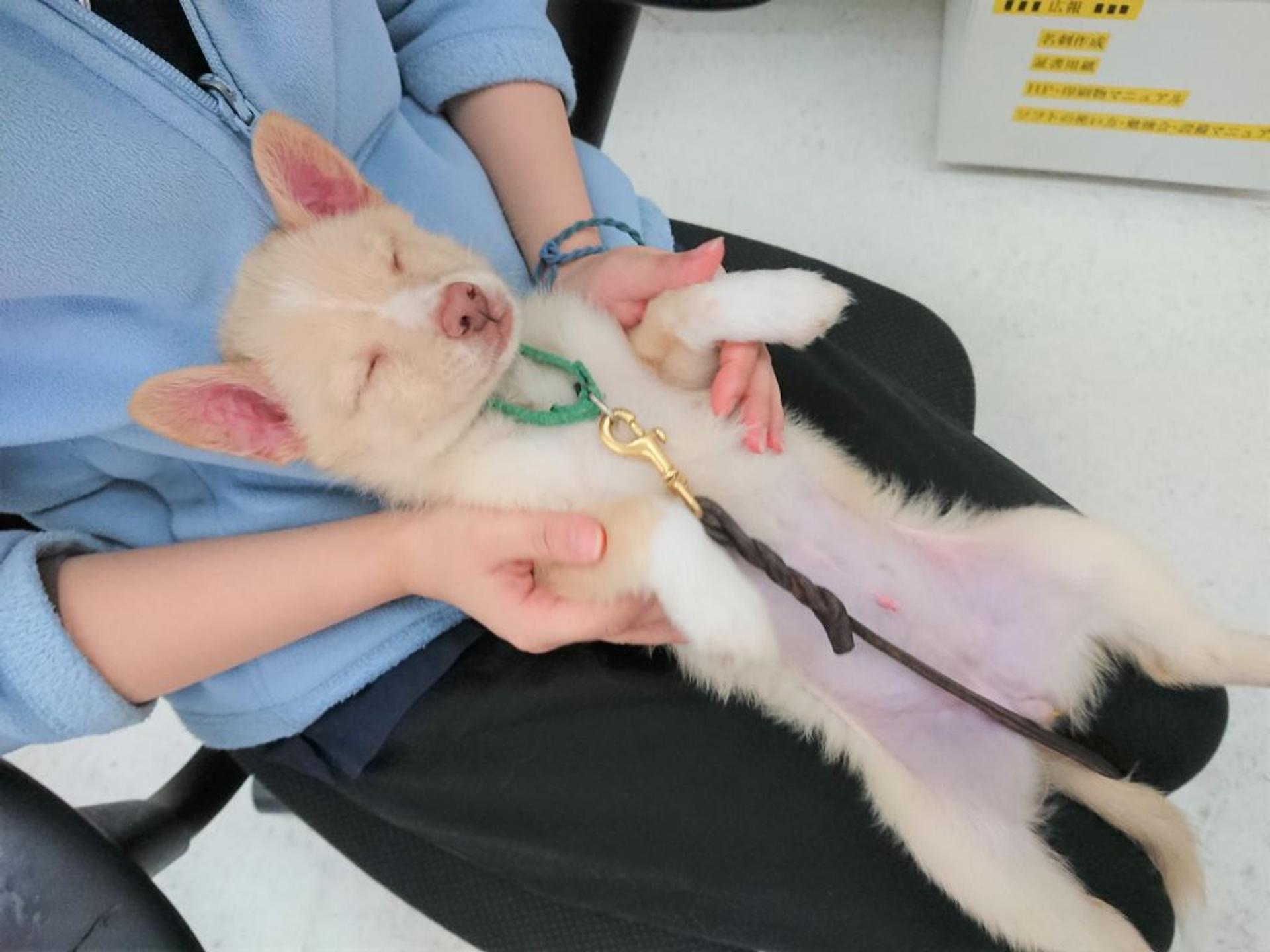 pet-image-2