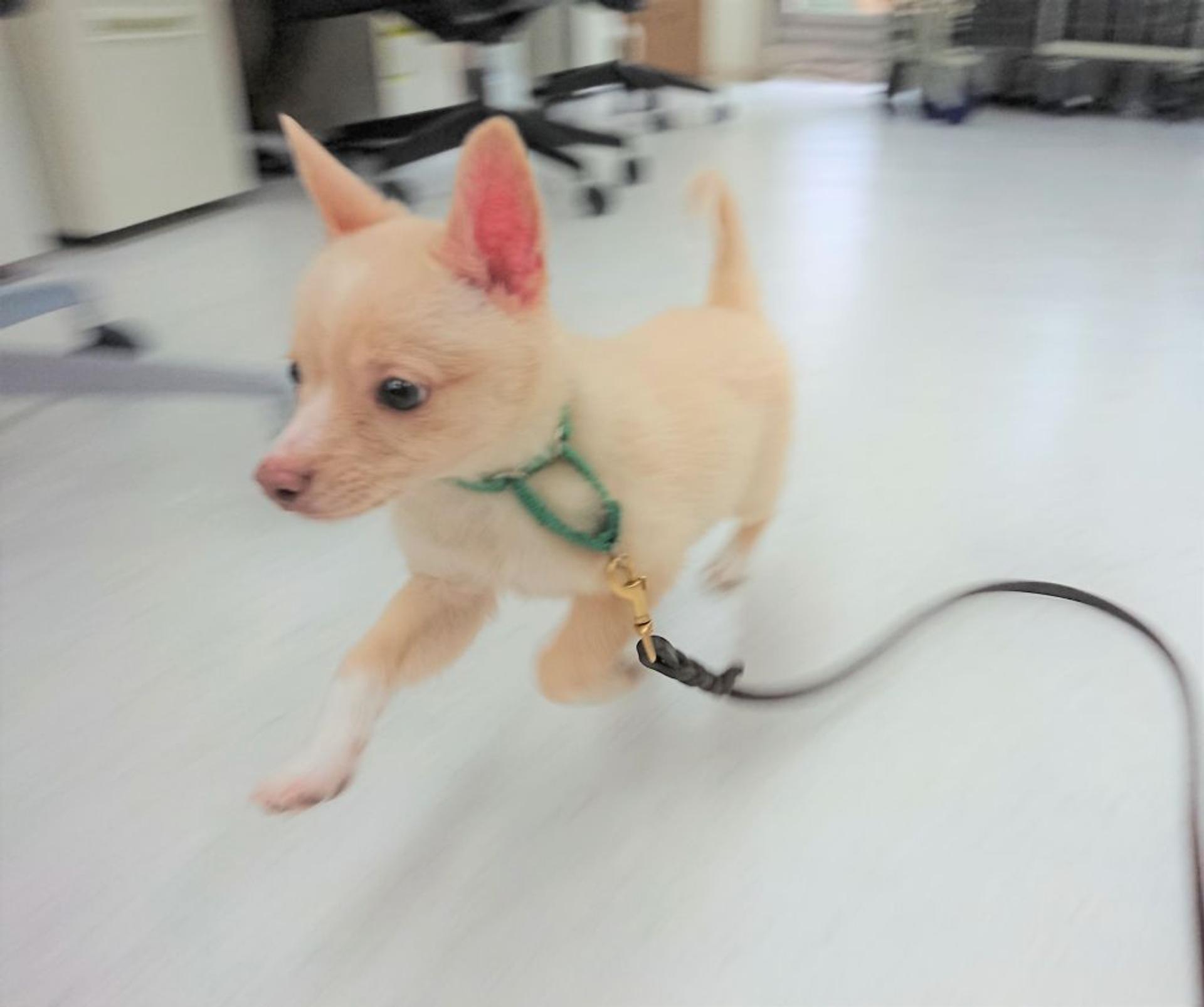 pet-image-3