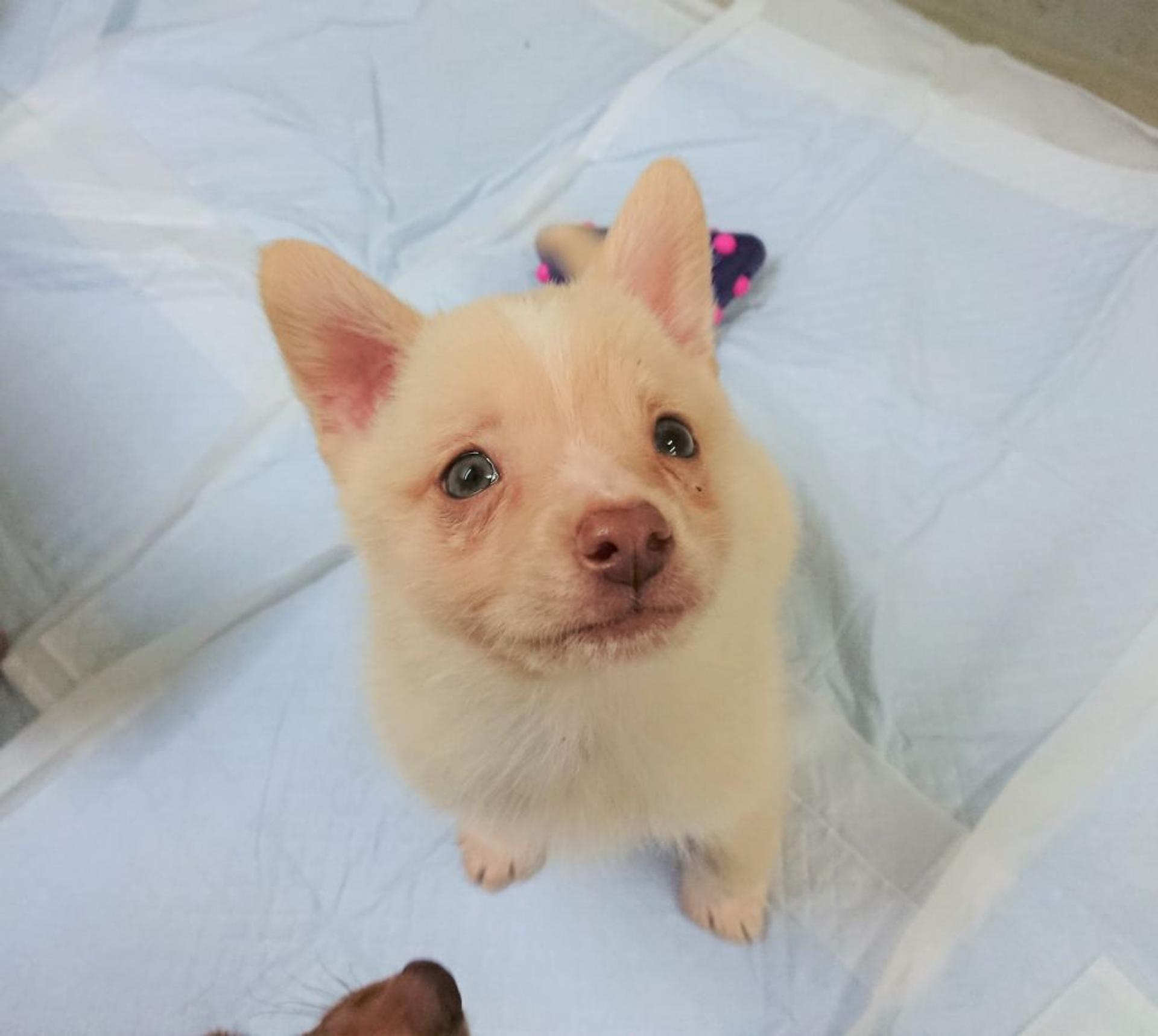 pet-image-4