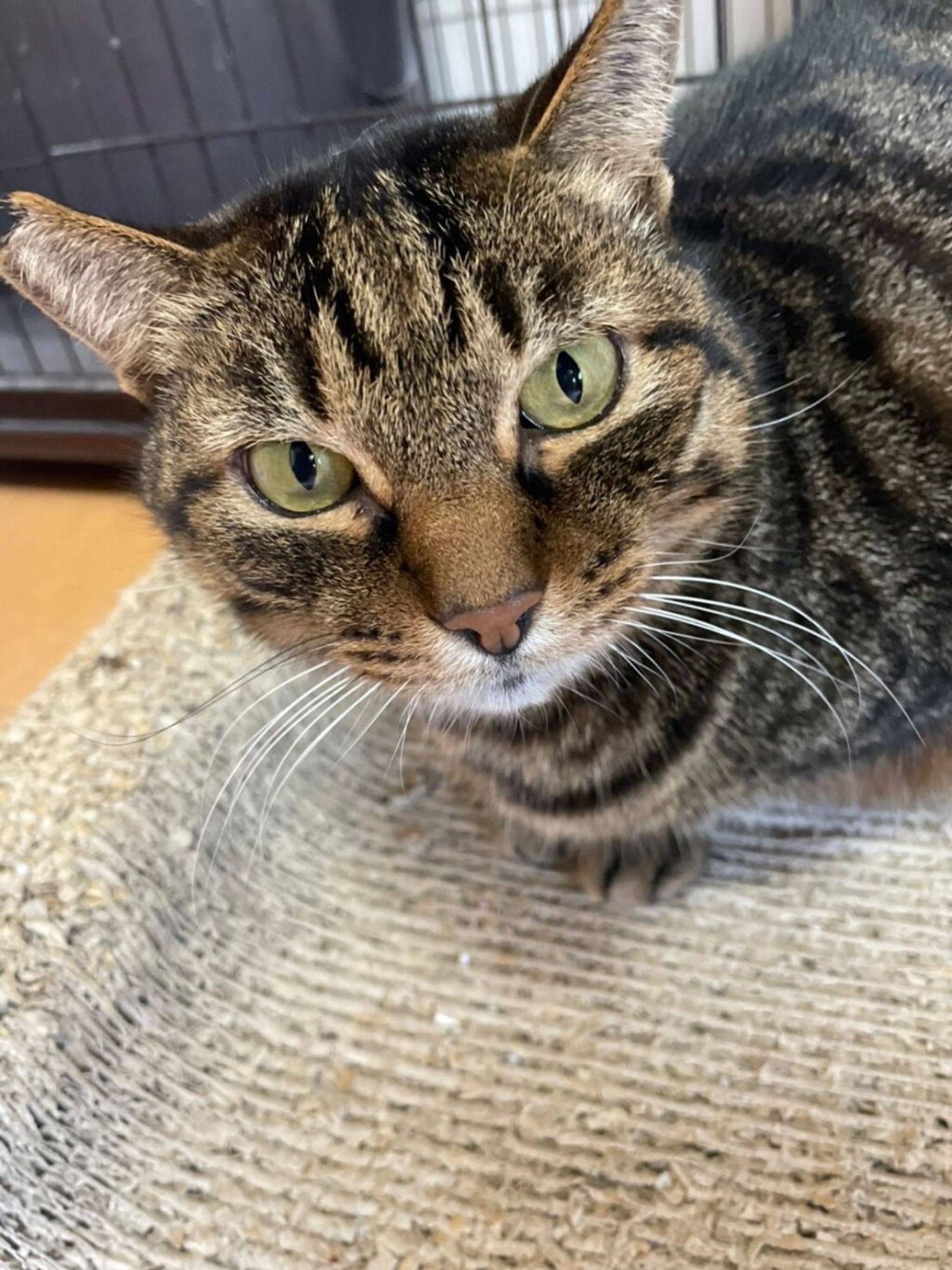 雑種（ミックス猫）・オスの里親募集の写真
