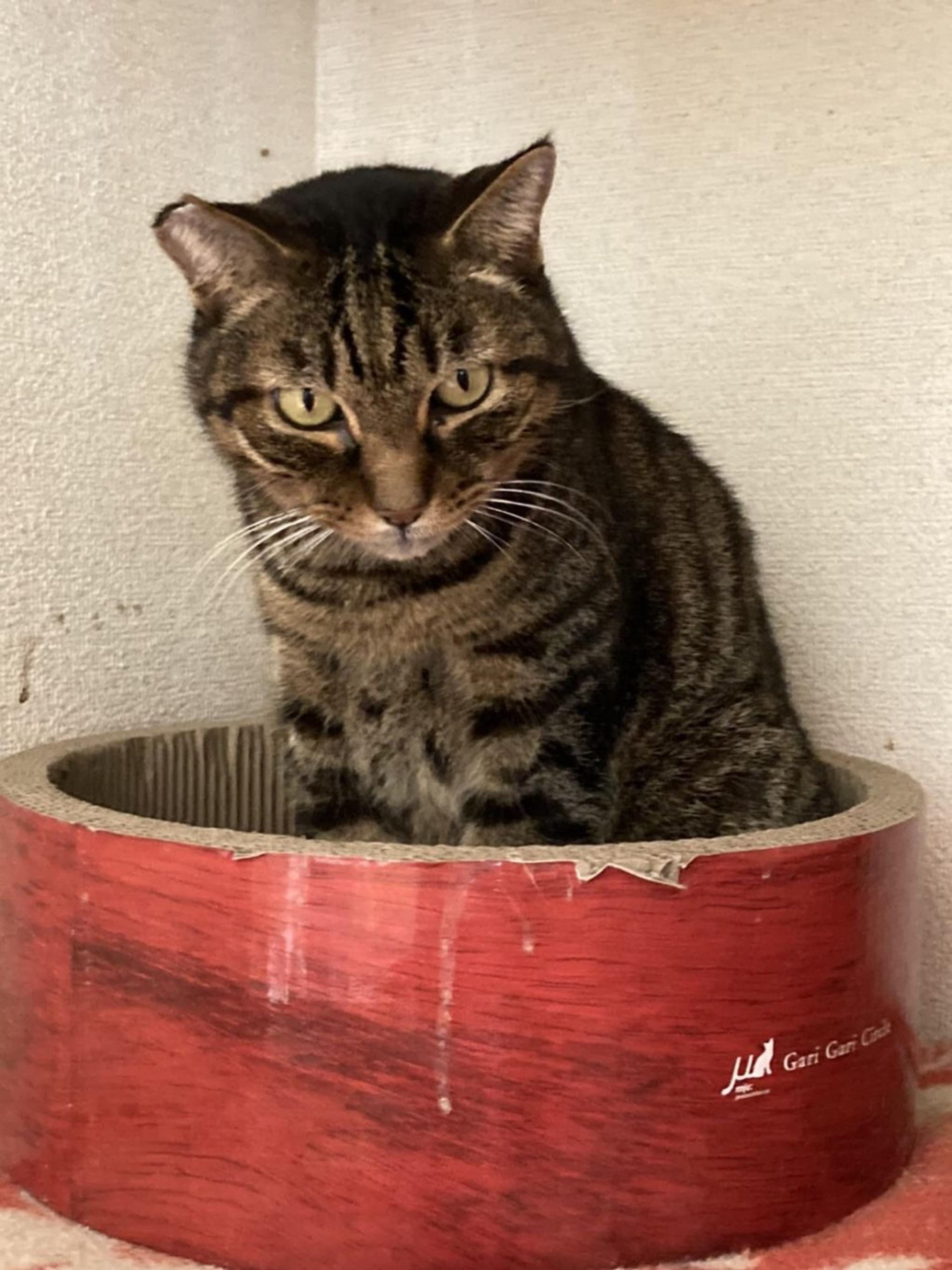 pet-image-3