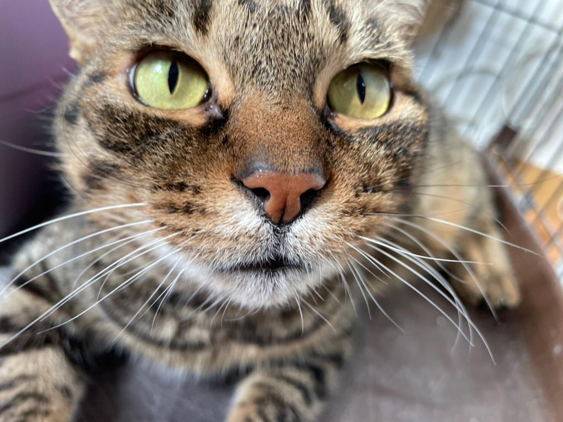 pet-image-4