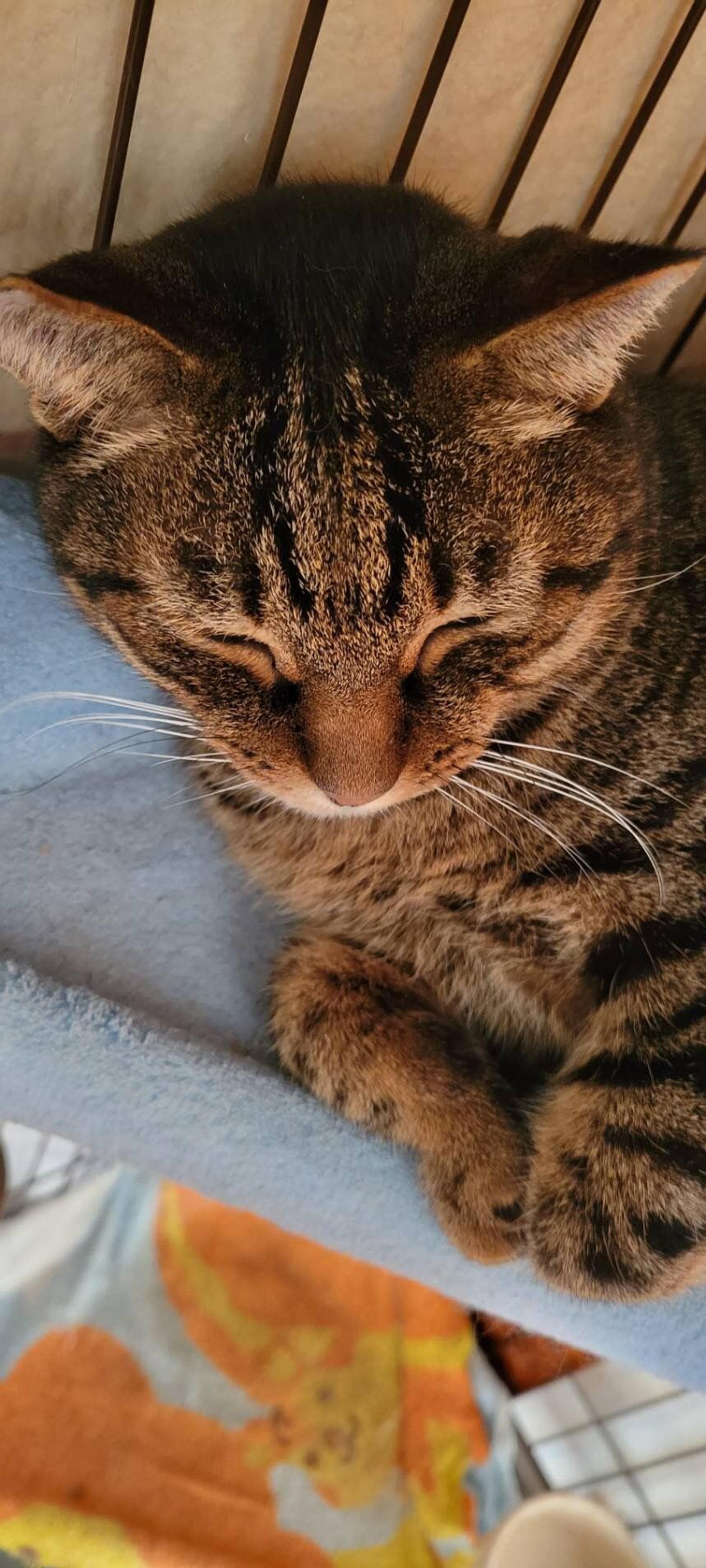 pet-image-6