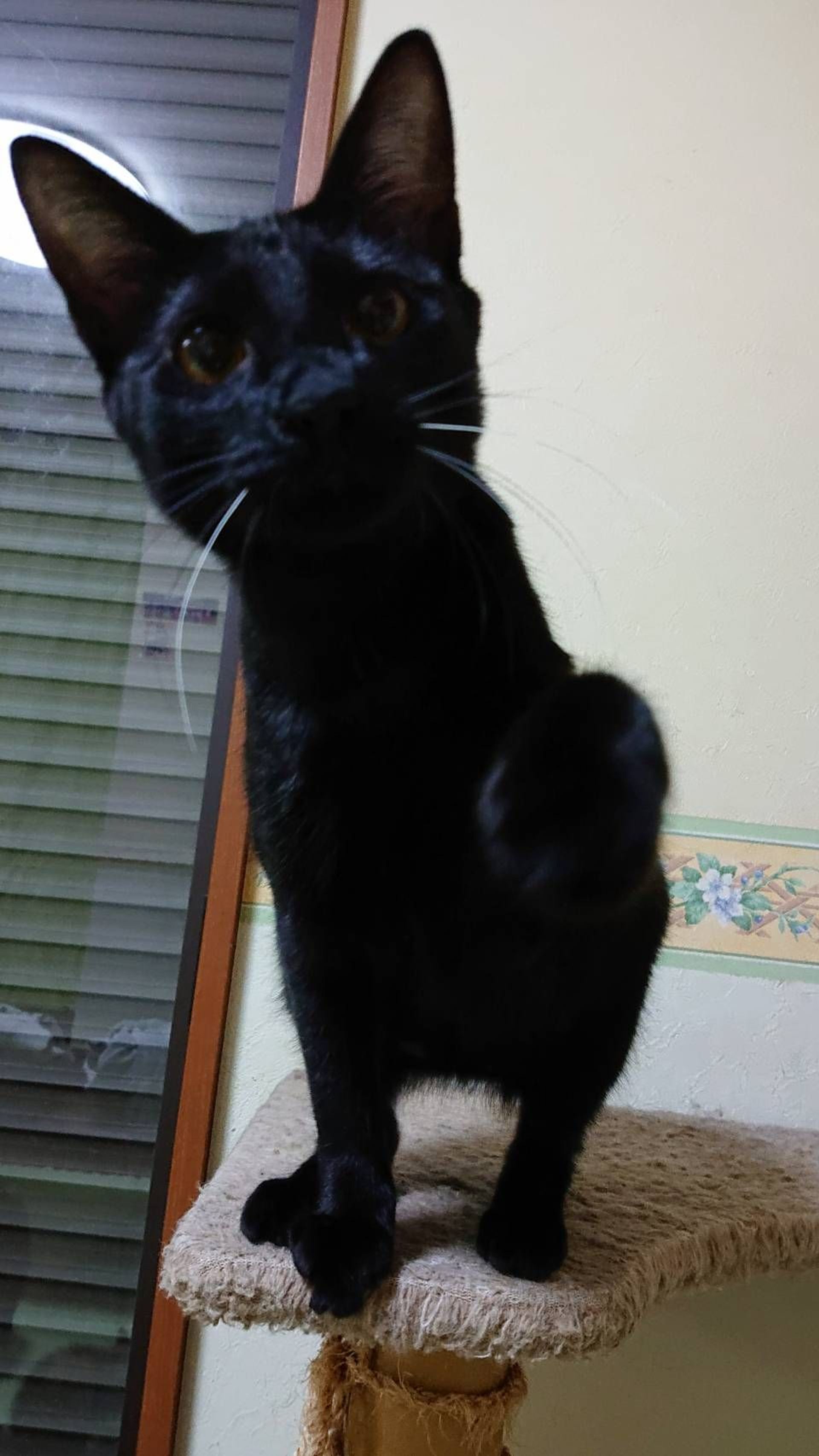 雑種（ミックス猫）・メスの里親募集の写真