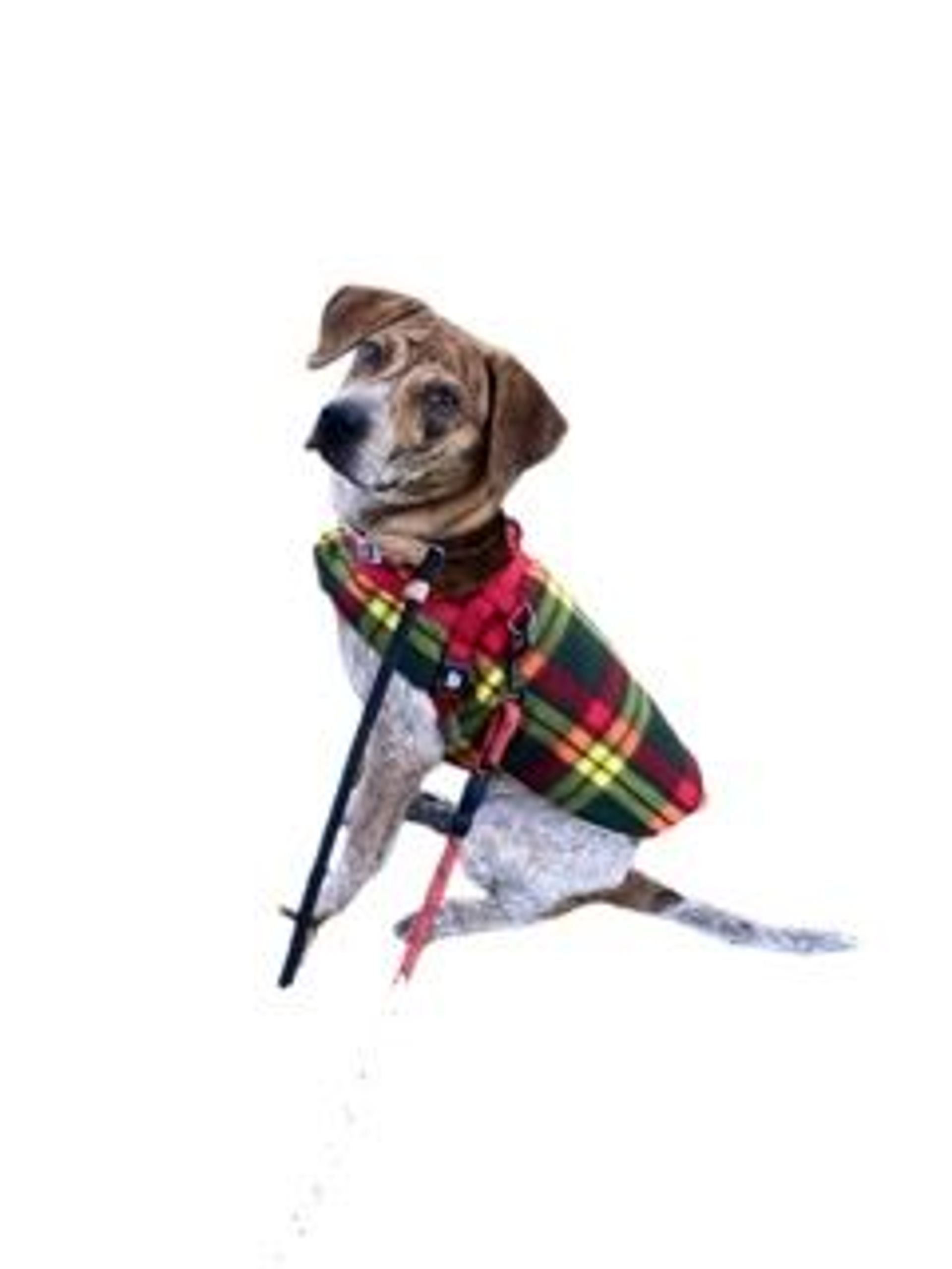 雑種（ミックス犬）・オスの里親募集の写真