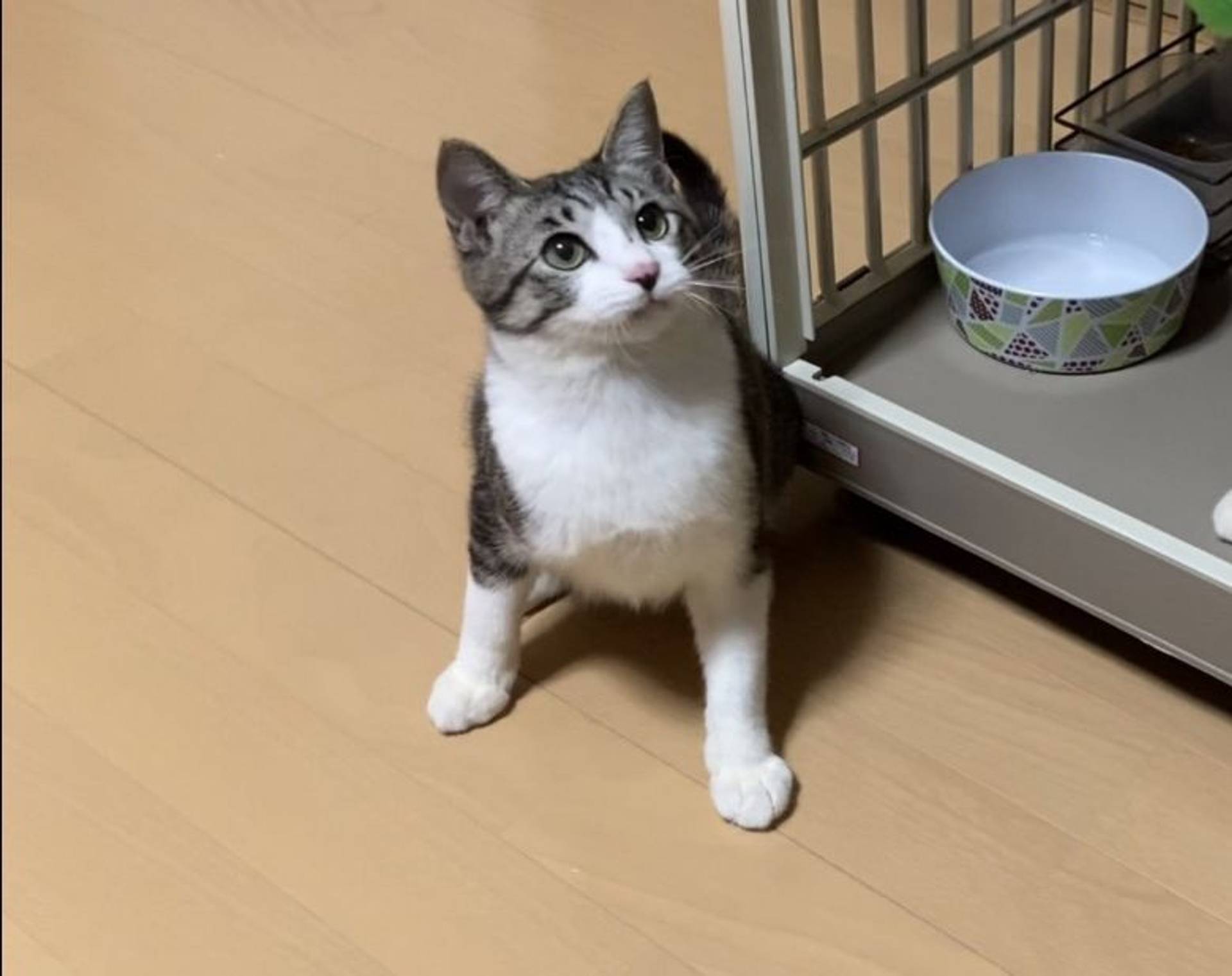 雑種（ミックス猫）・オスの里親募集の写真
