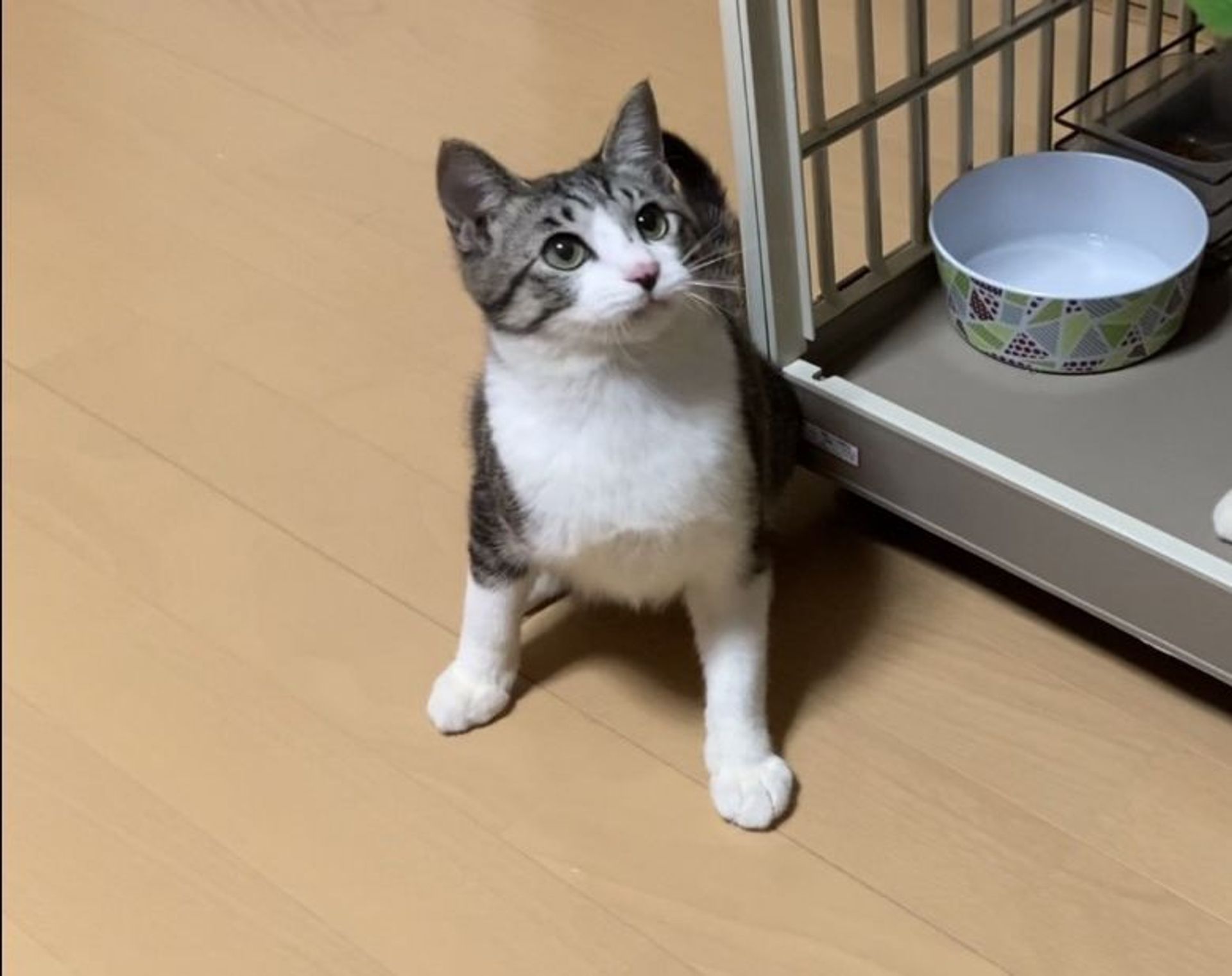 雑種（ミックス猫）・オスの里親募集の写真