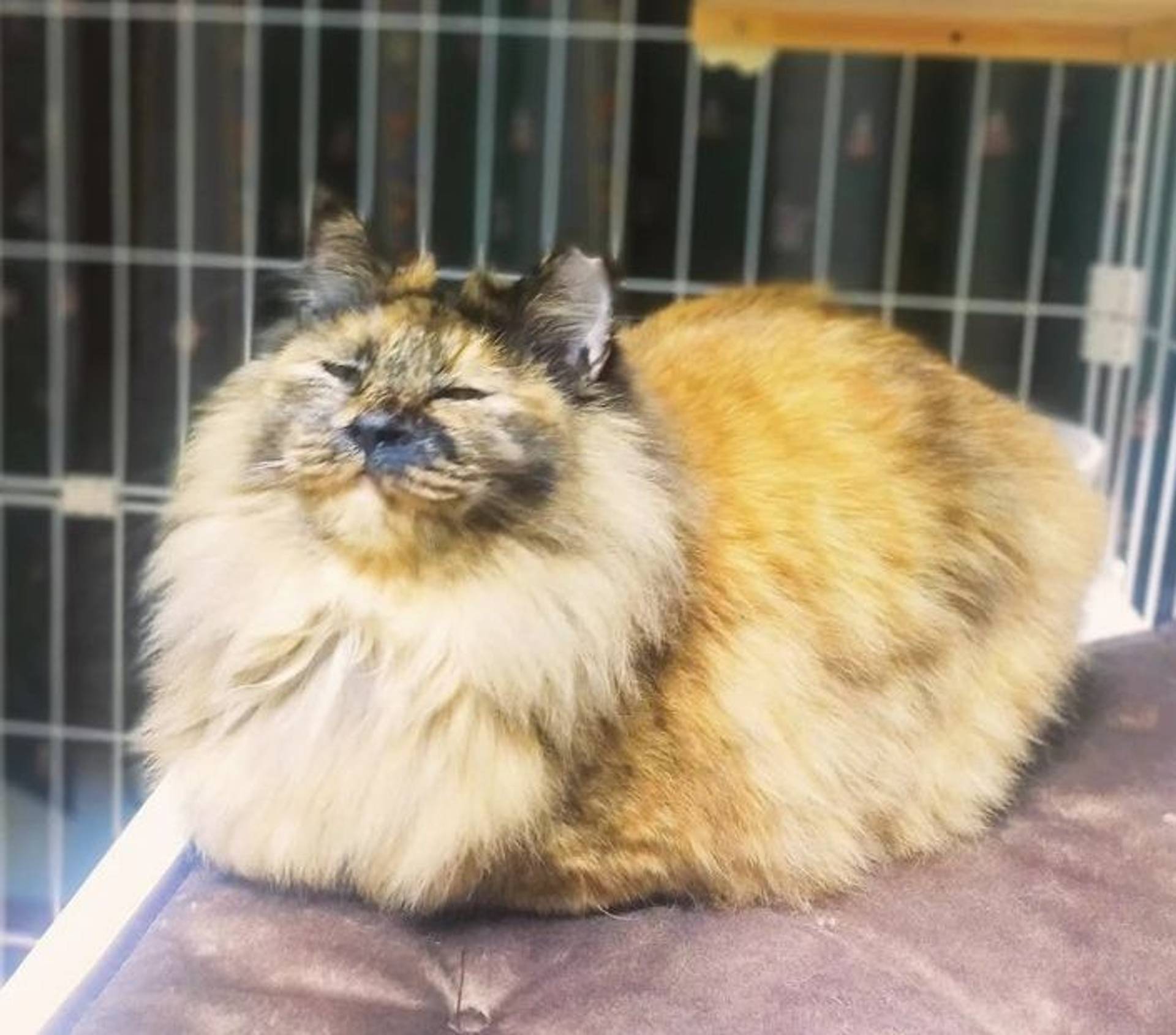 雑種（ミックス猫）・メスの里親募集の写真