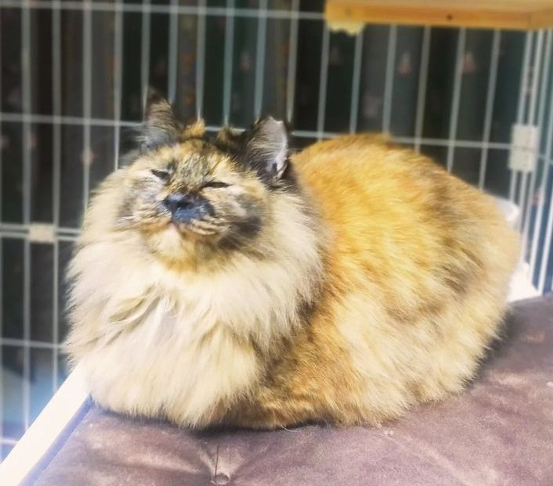 雑種（ミックス猫）・メスの里親募集の写真