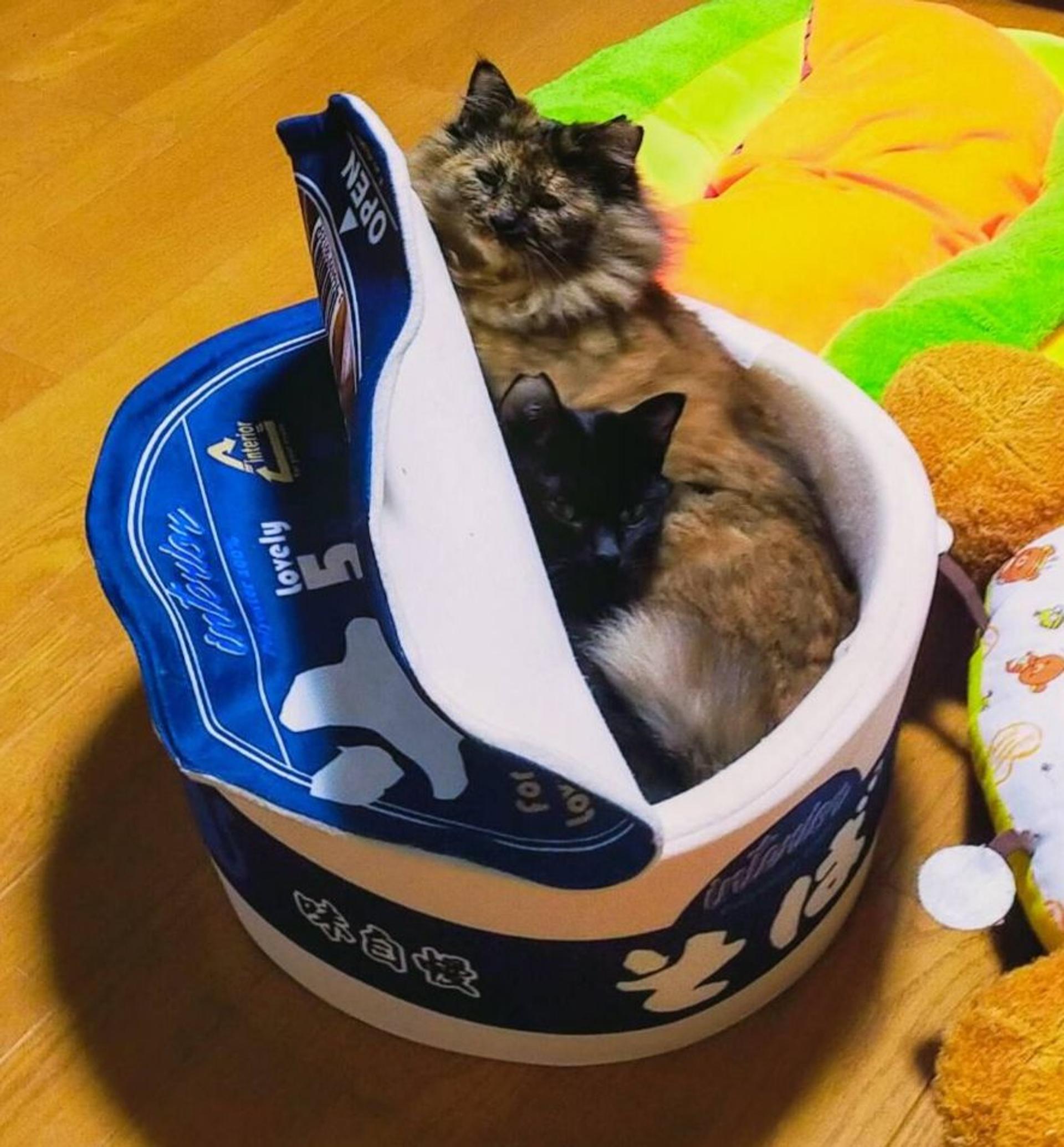 pet-image-5