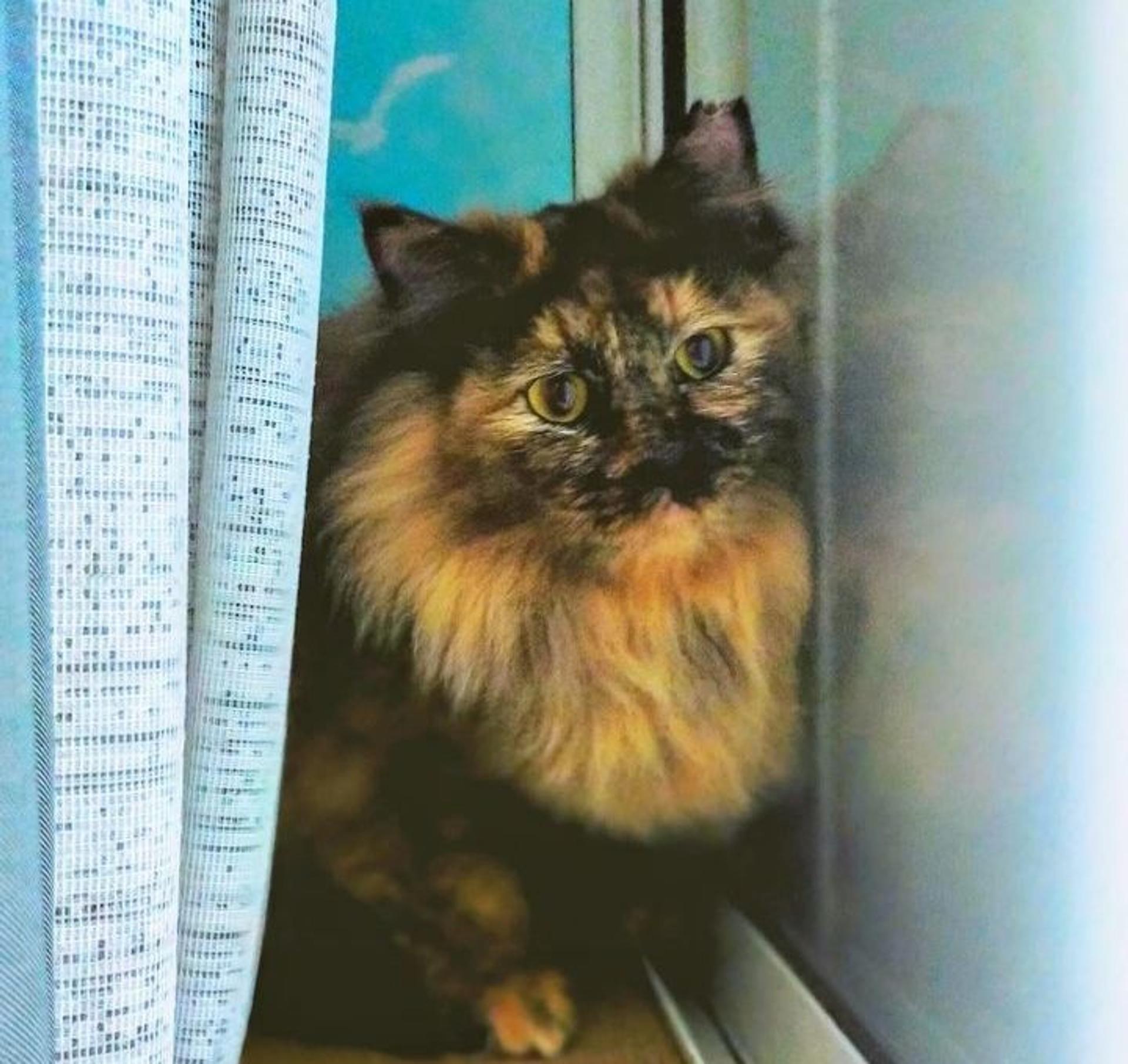 pet-image-6