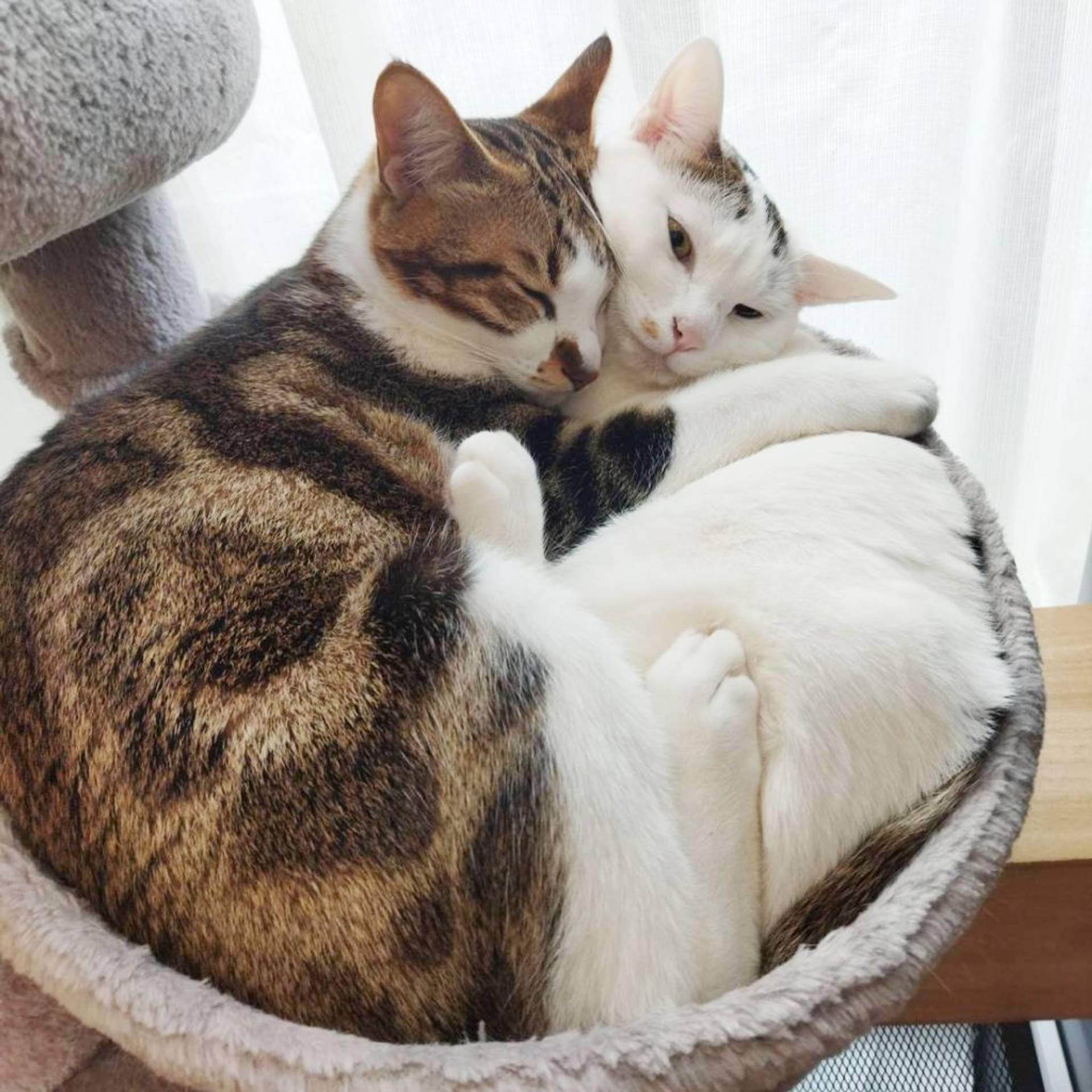 雑種（ミックス猫）・オスの里親募集の写真
