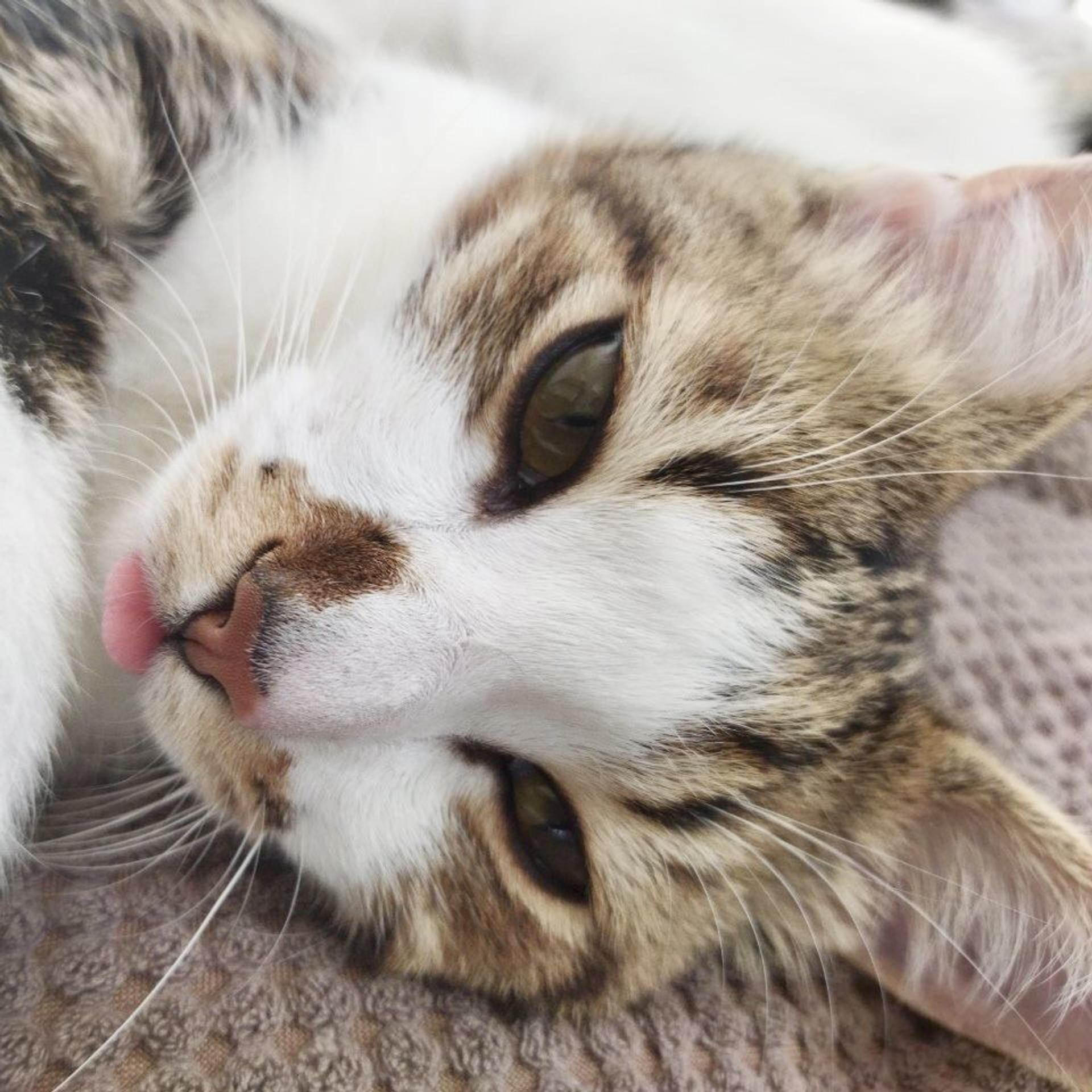 pet-image-6