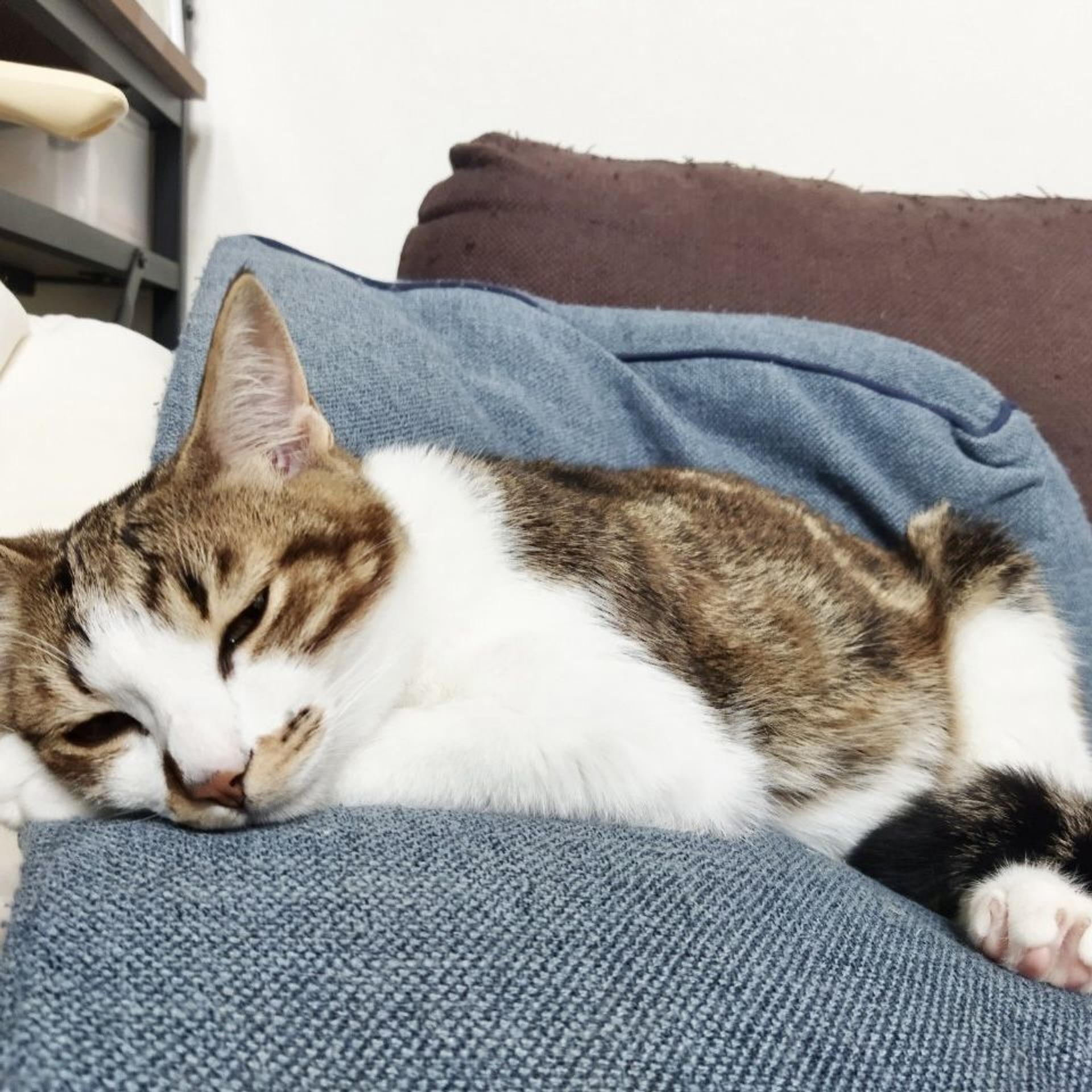 pet-image-7