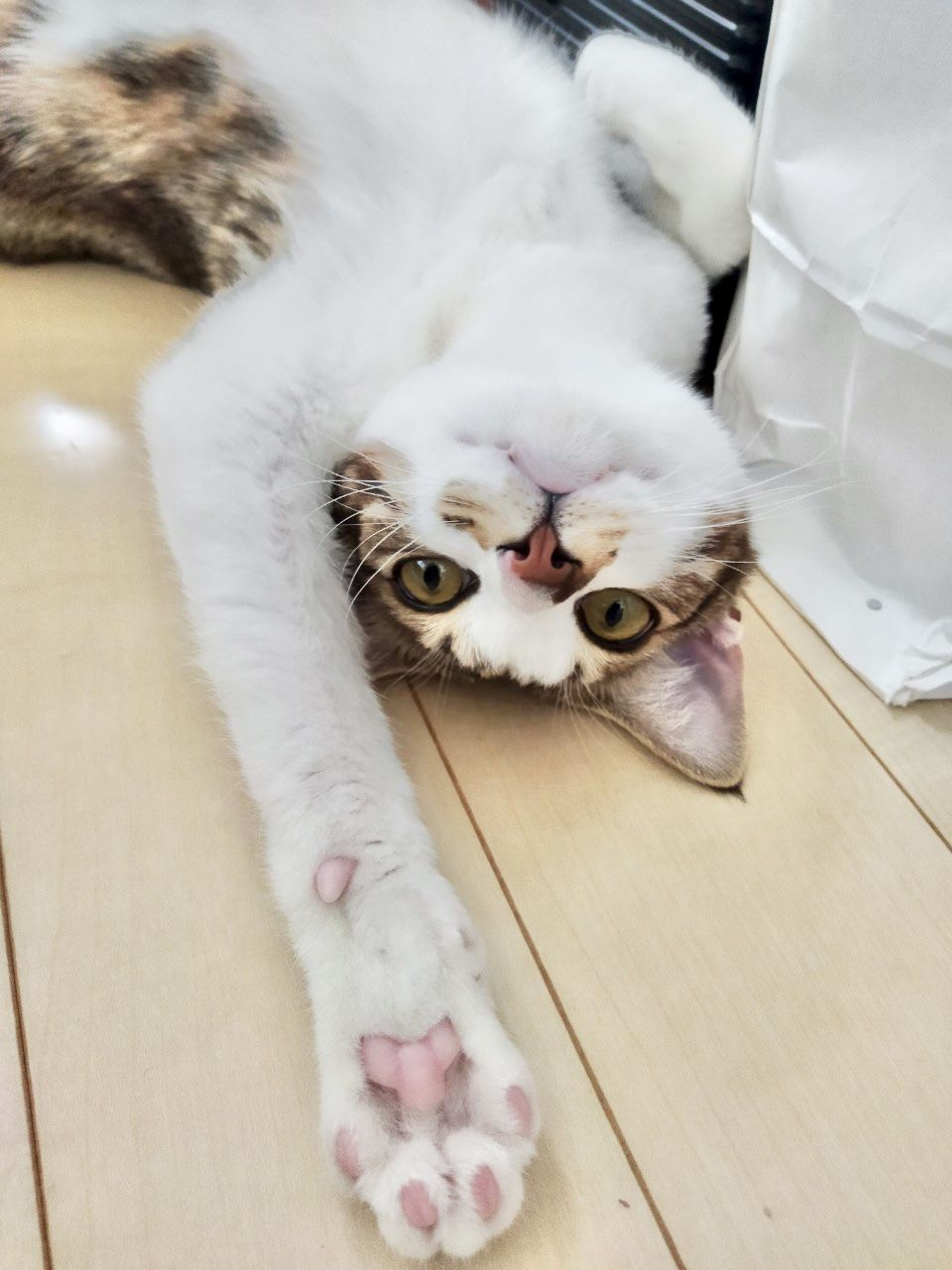 pet-image-8