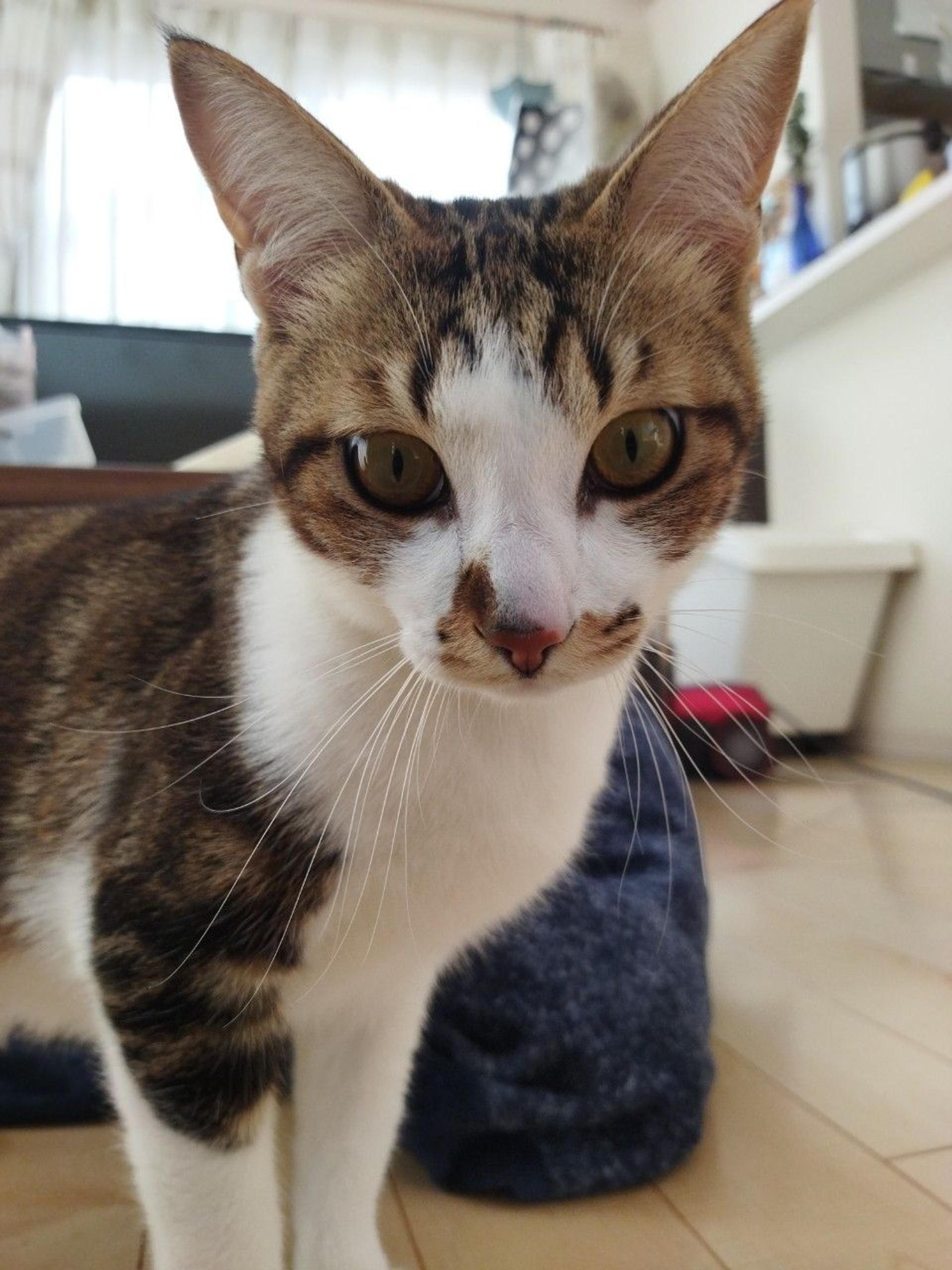 pet-image-10