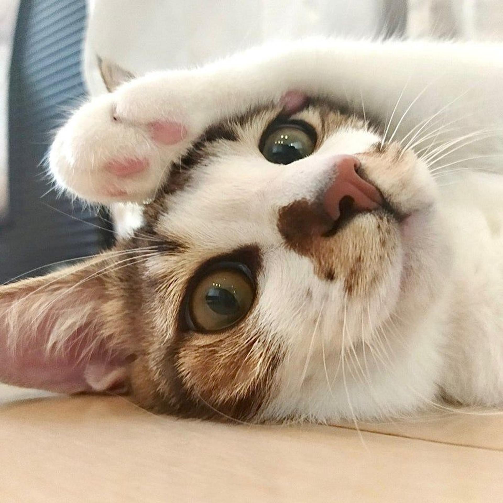 pet-image-2