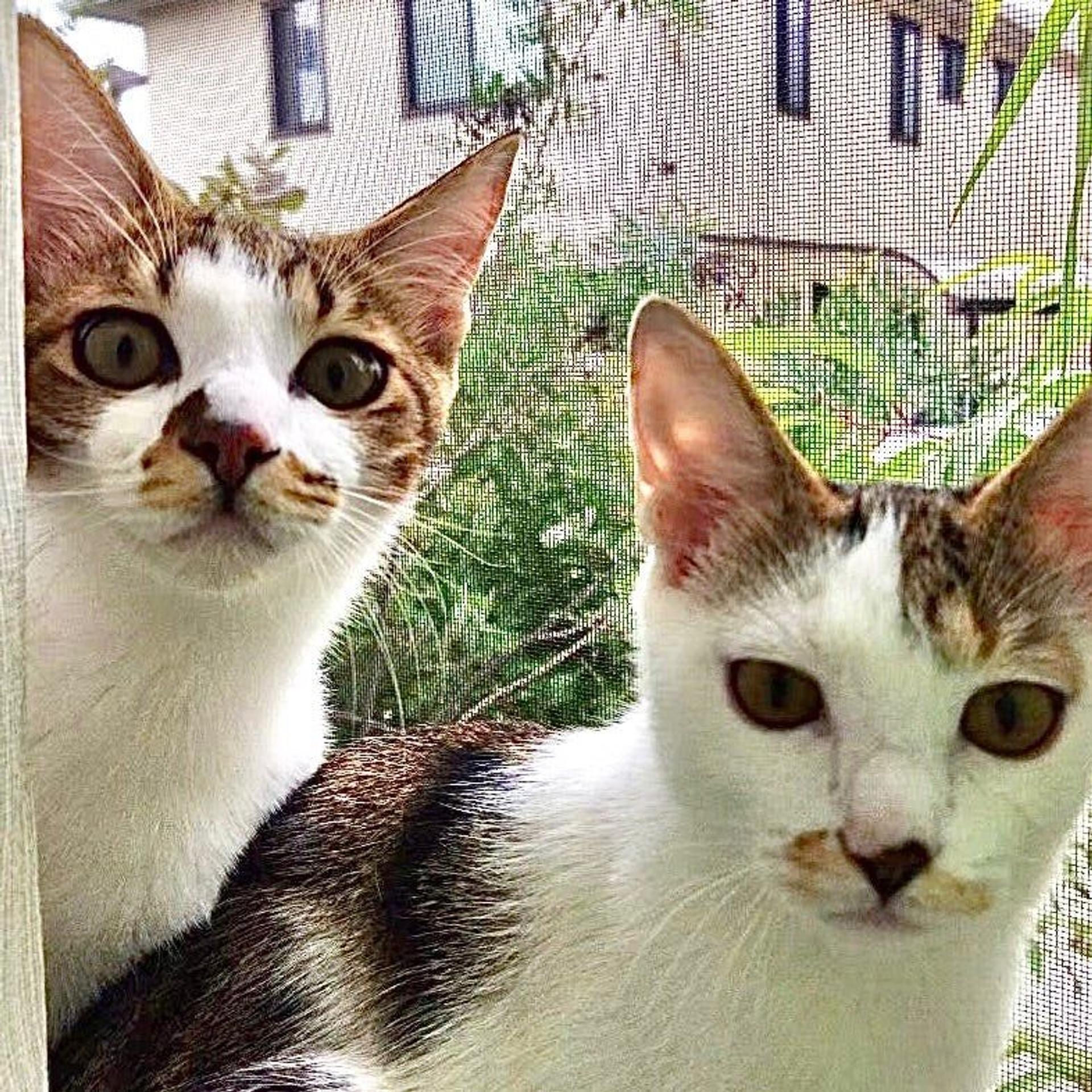 pet-image-4