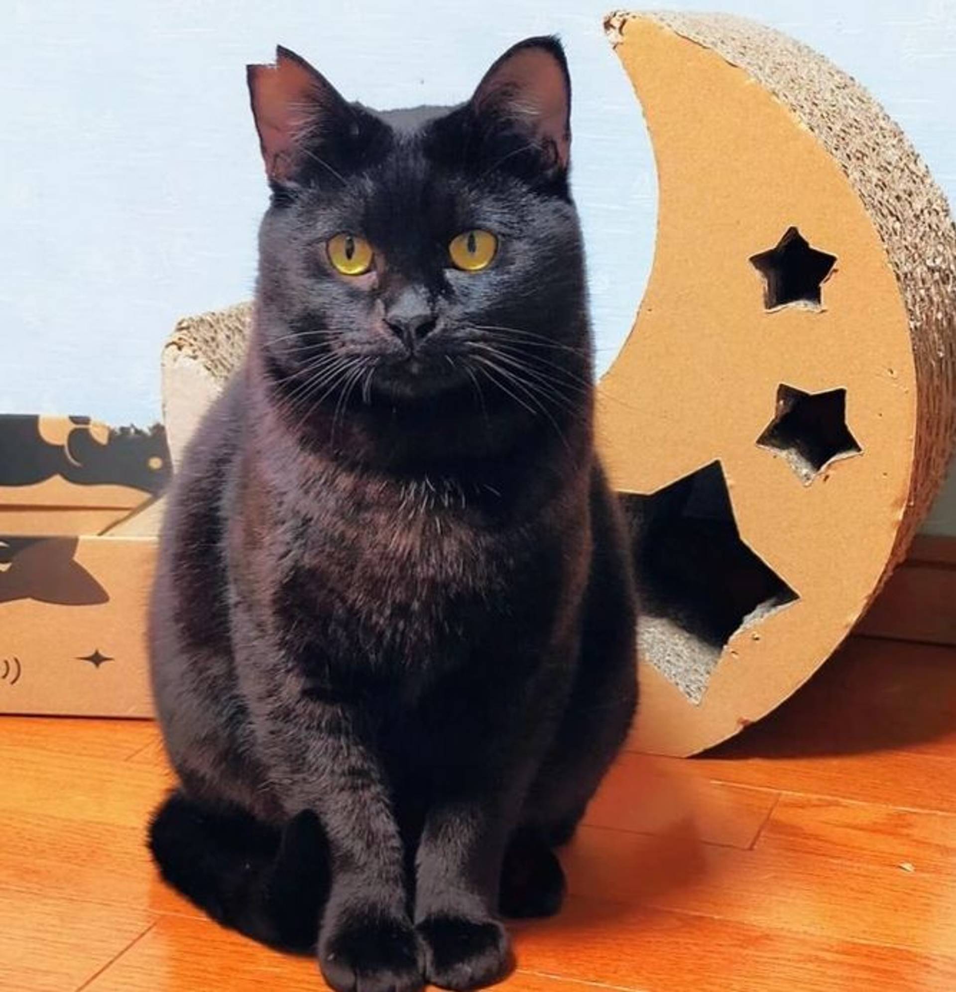 雑種（ミックス猫）・オスの里親募集の写真