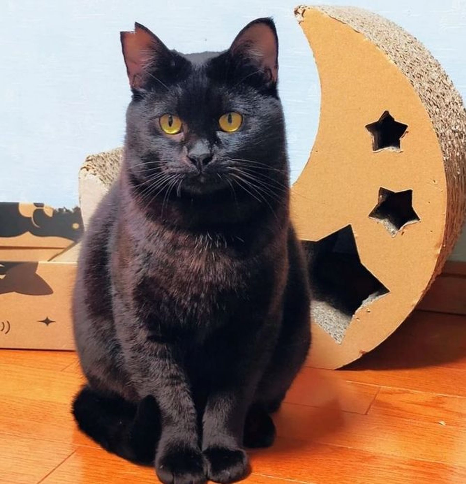 雑種（ミックス猫）・オスの里親募集の写真
