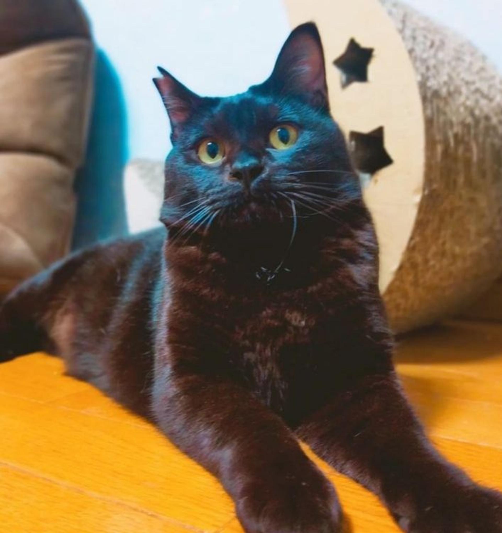 pet-image-2