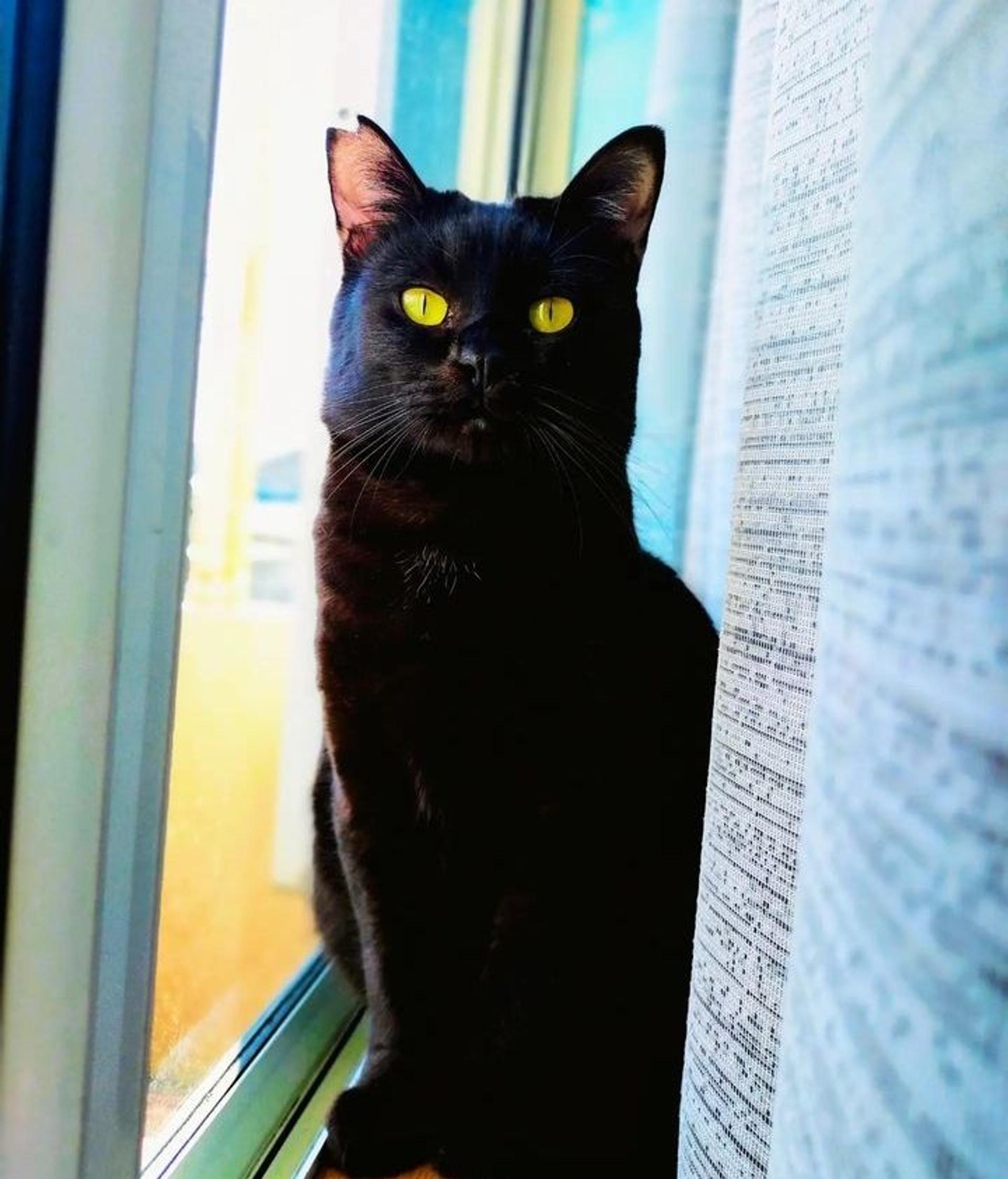 pet-image-3
