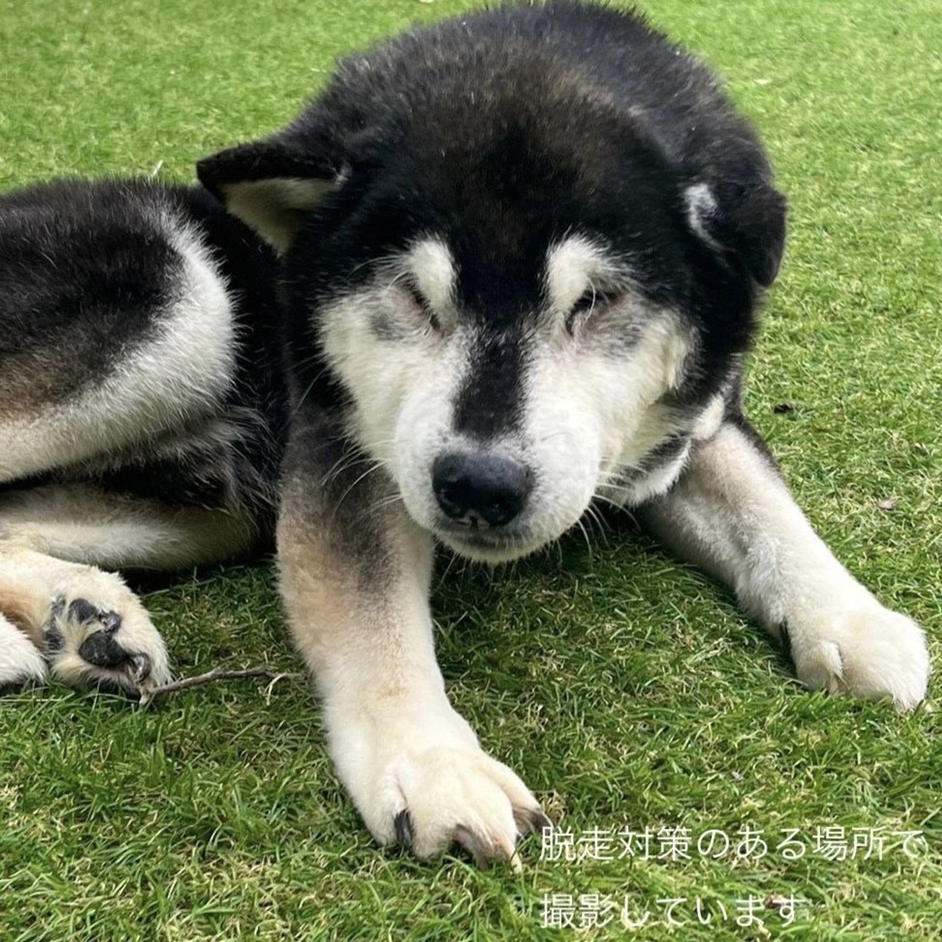 柴犬・オスの里親募集の写真
