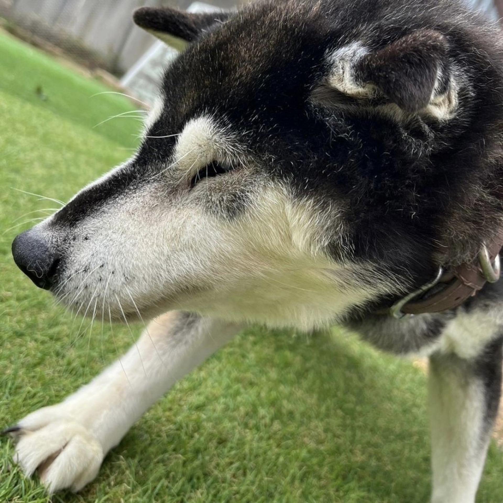 pet-image-4