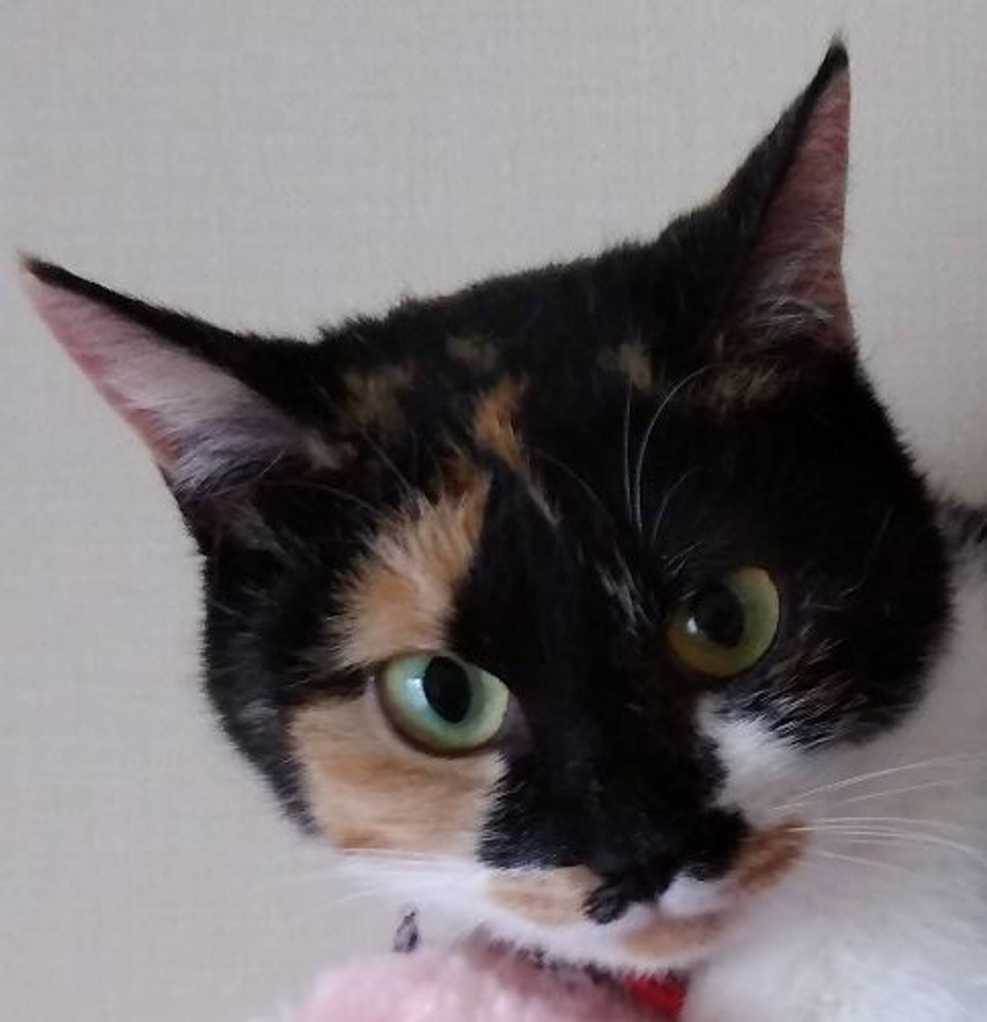 雑種（ミックス猫）・メスの里親募集の写真