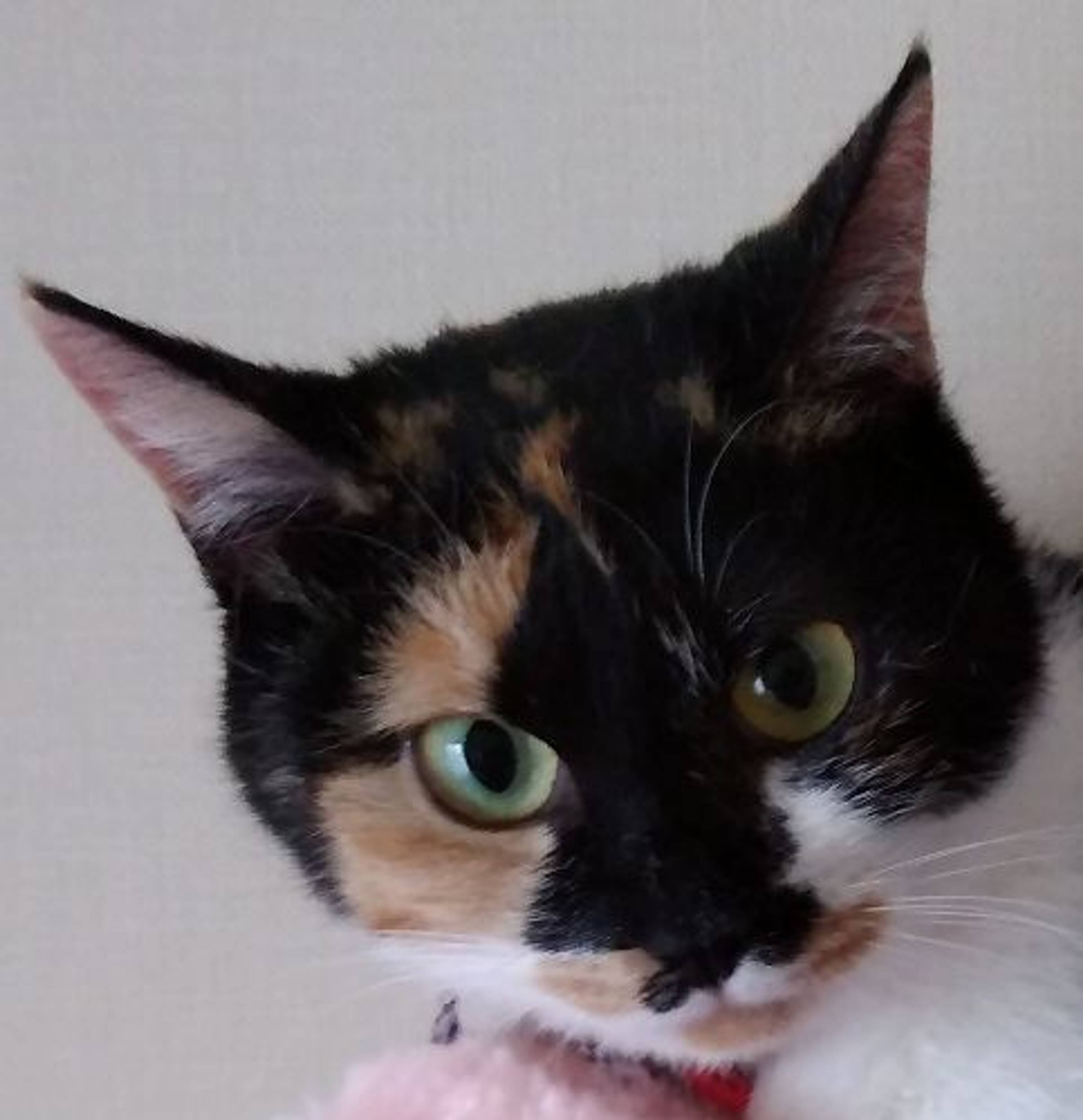 雑種（ミックス猫）・メスの里親募集の写真