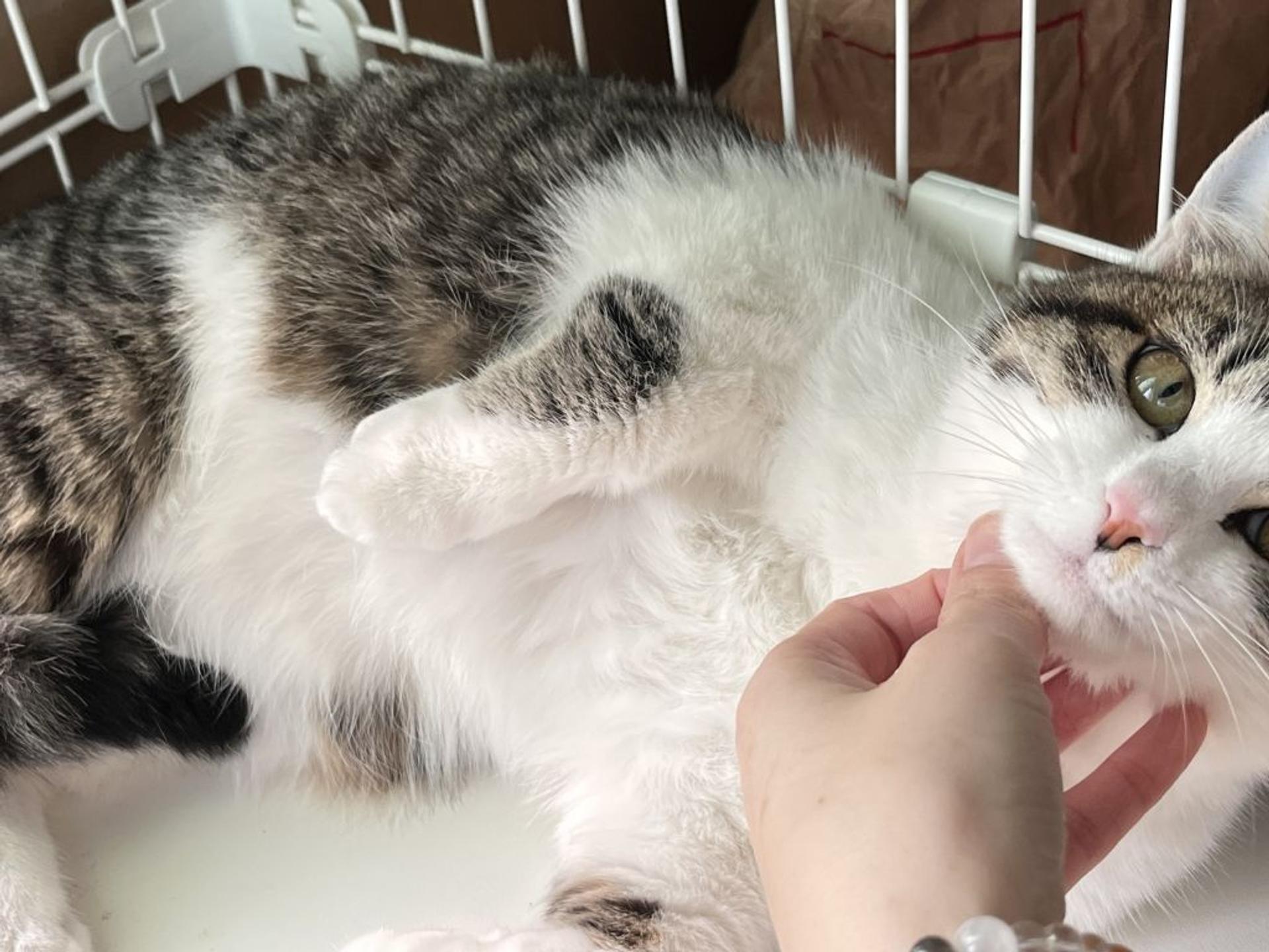 pet-image-2