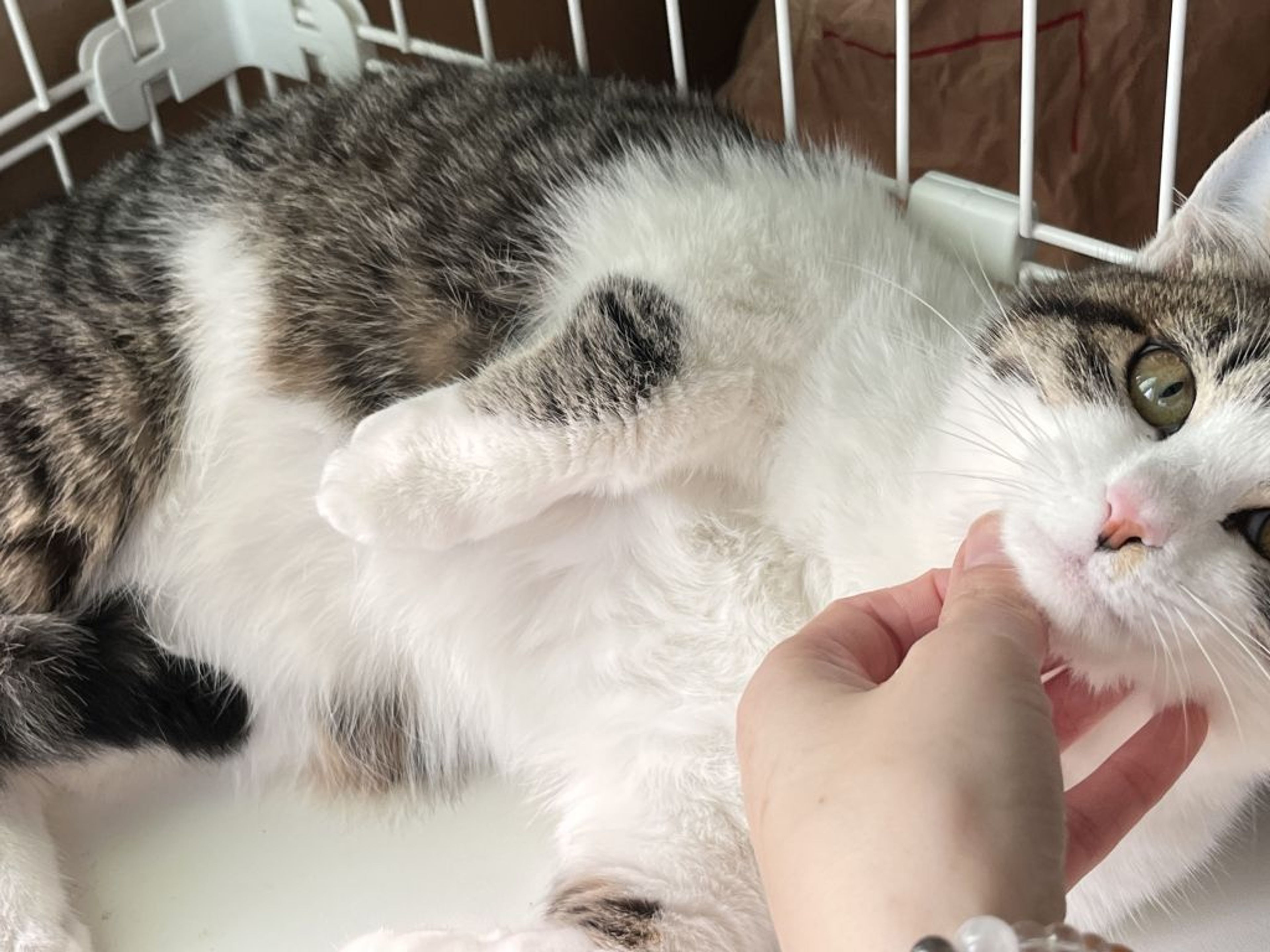 pet-image-2