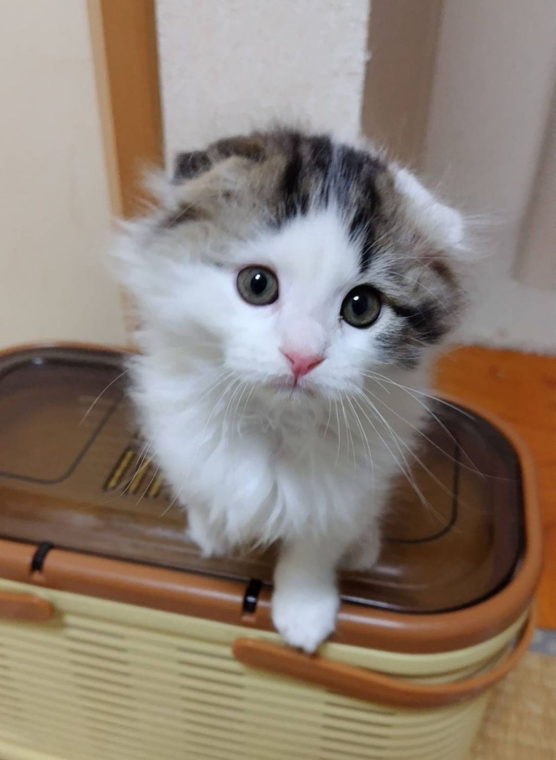 雑種（ミックス猫）・オスの里親募集の写真