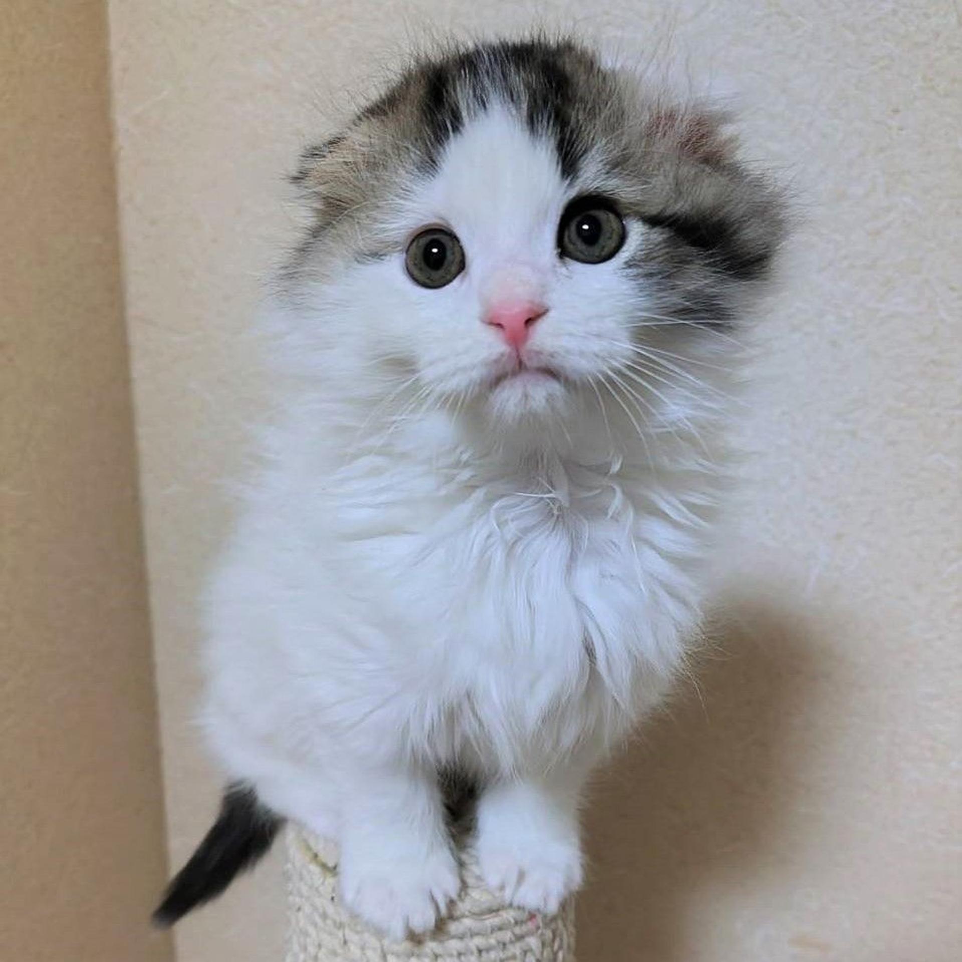 pet-image-3