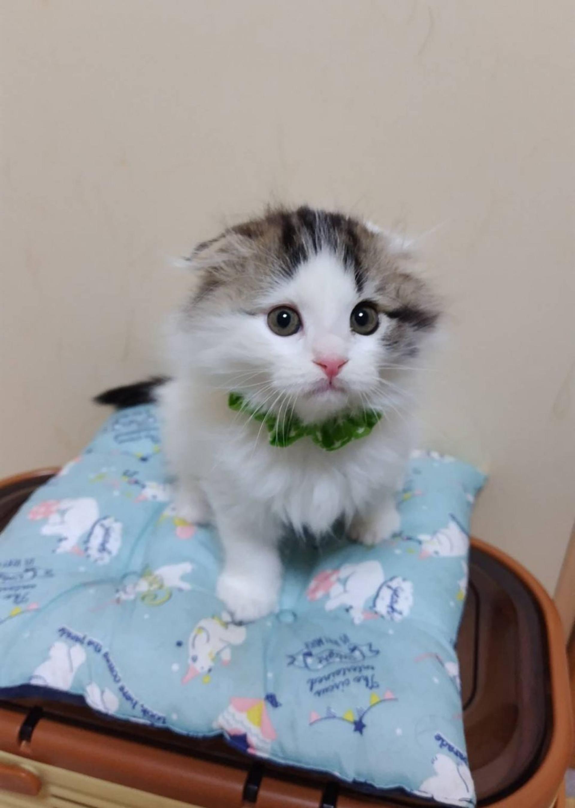pet-image-4