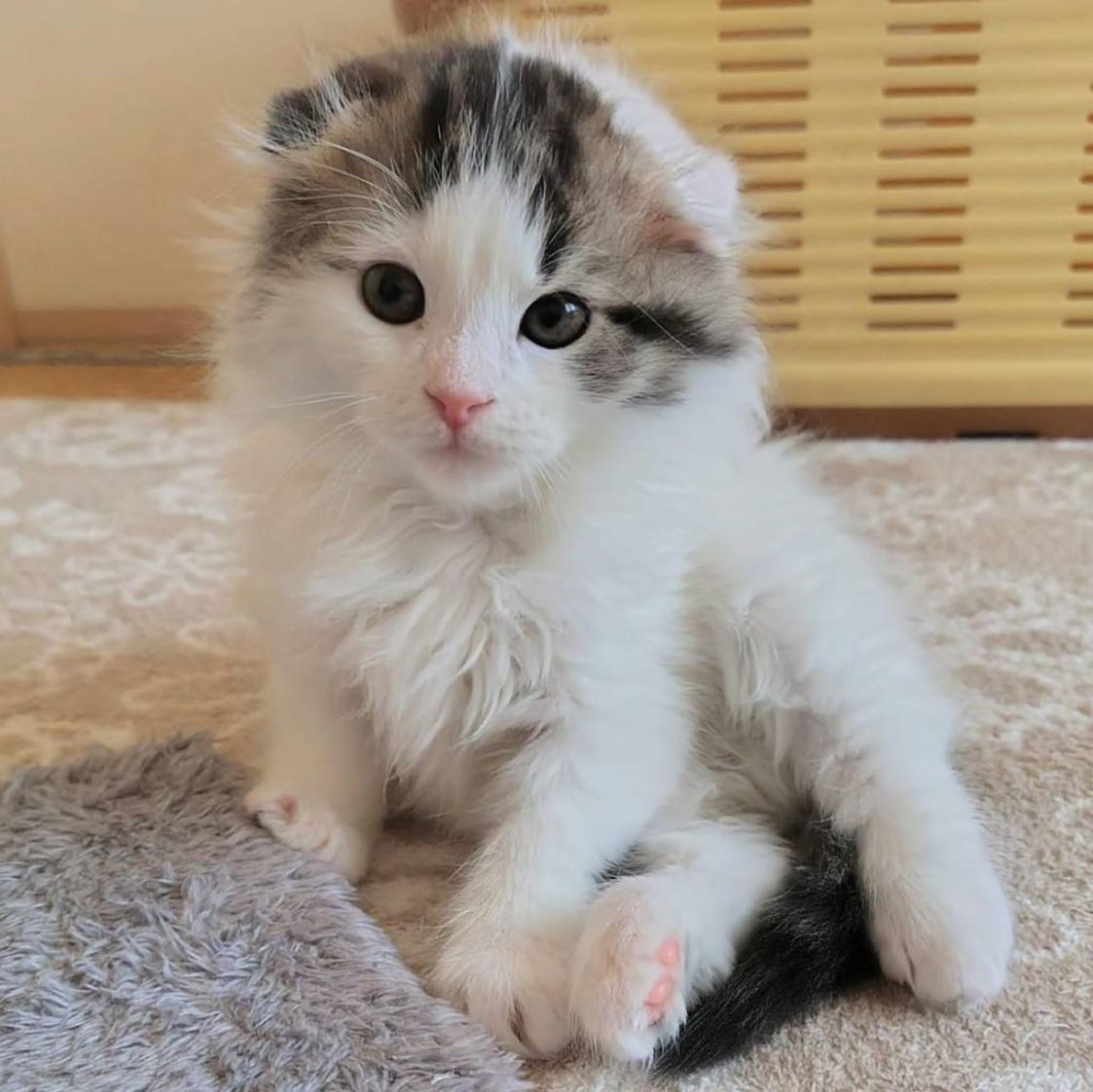 pet-image-5