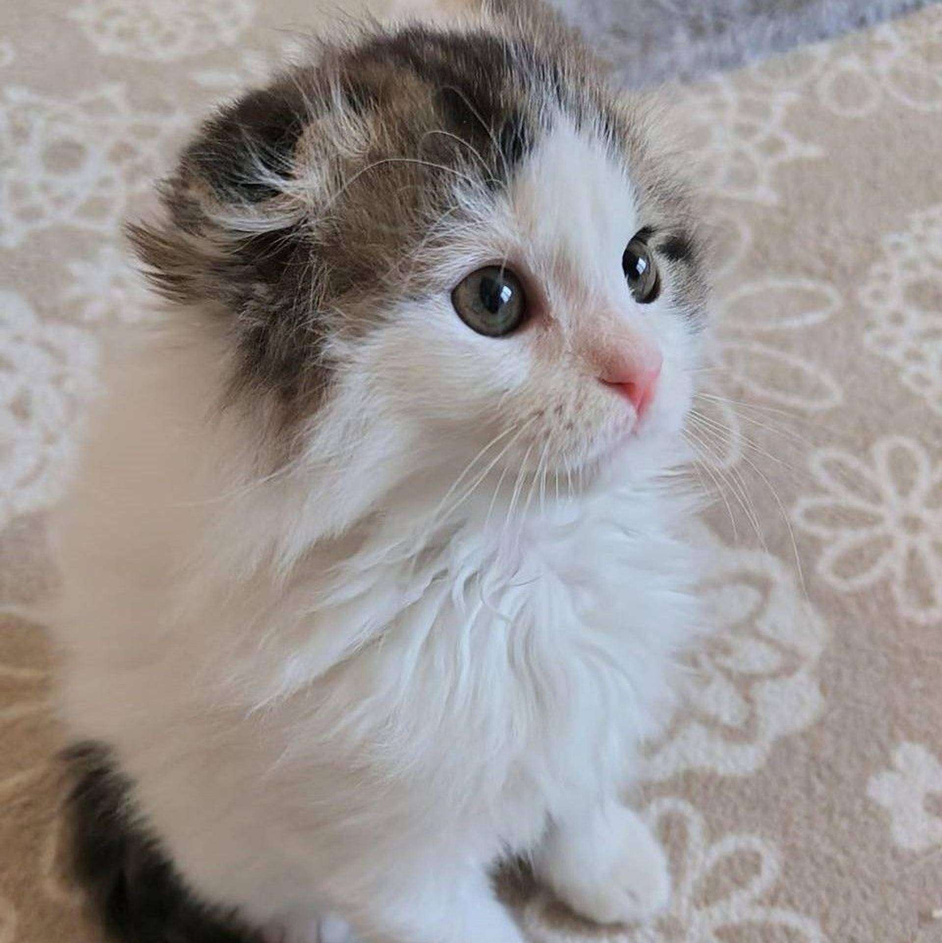 pet-image-7