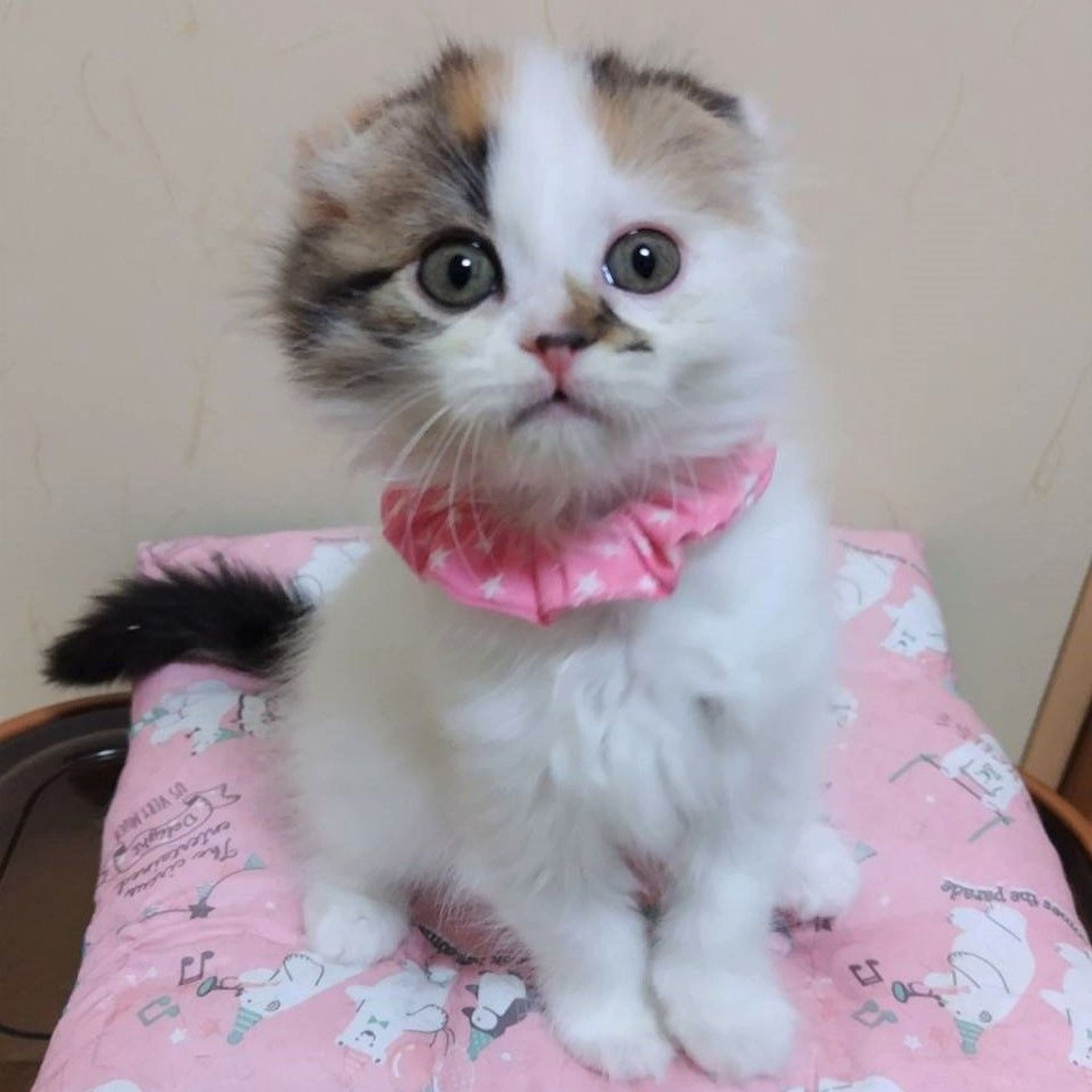 雑種（ミックス猫）・メスの里親募集の写真