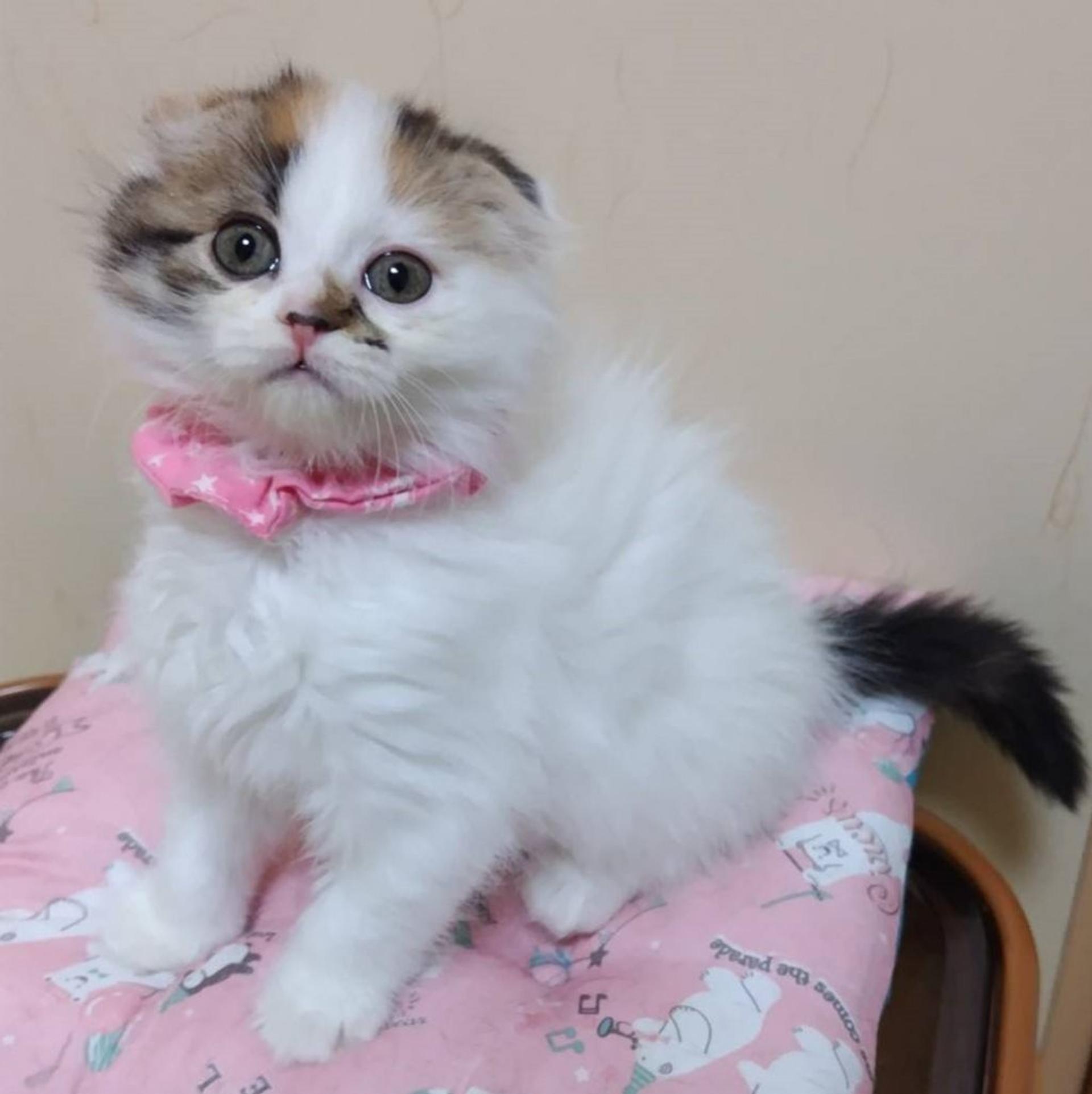 pet-image-3